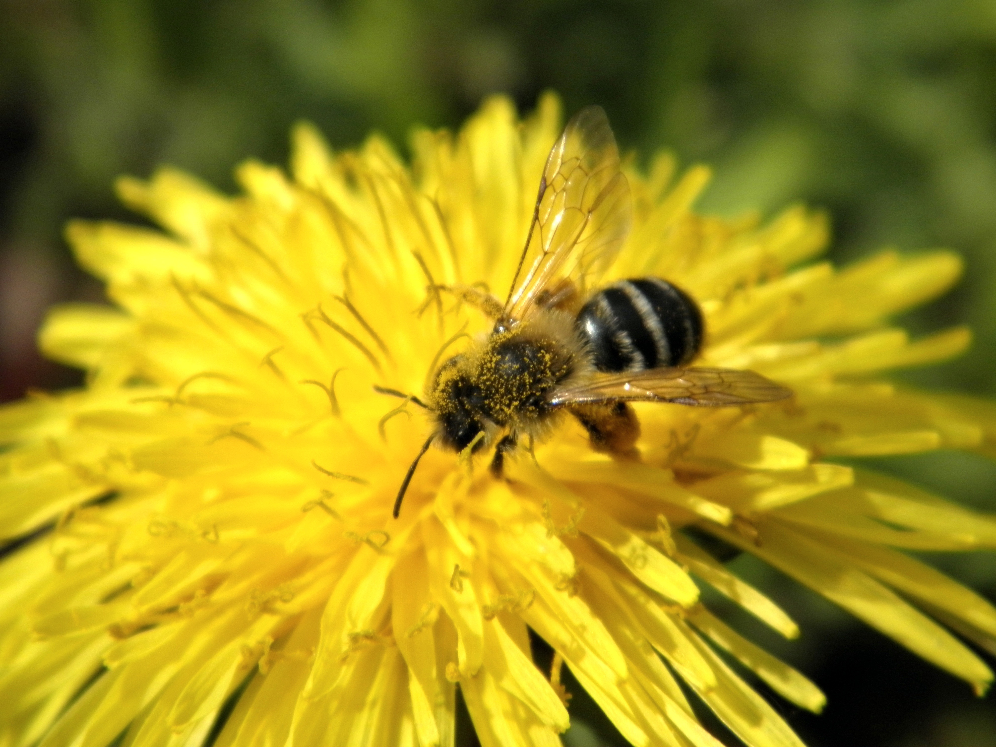 Honey bee on a dandelion flower free image download