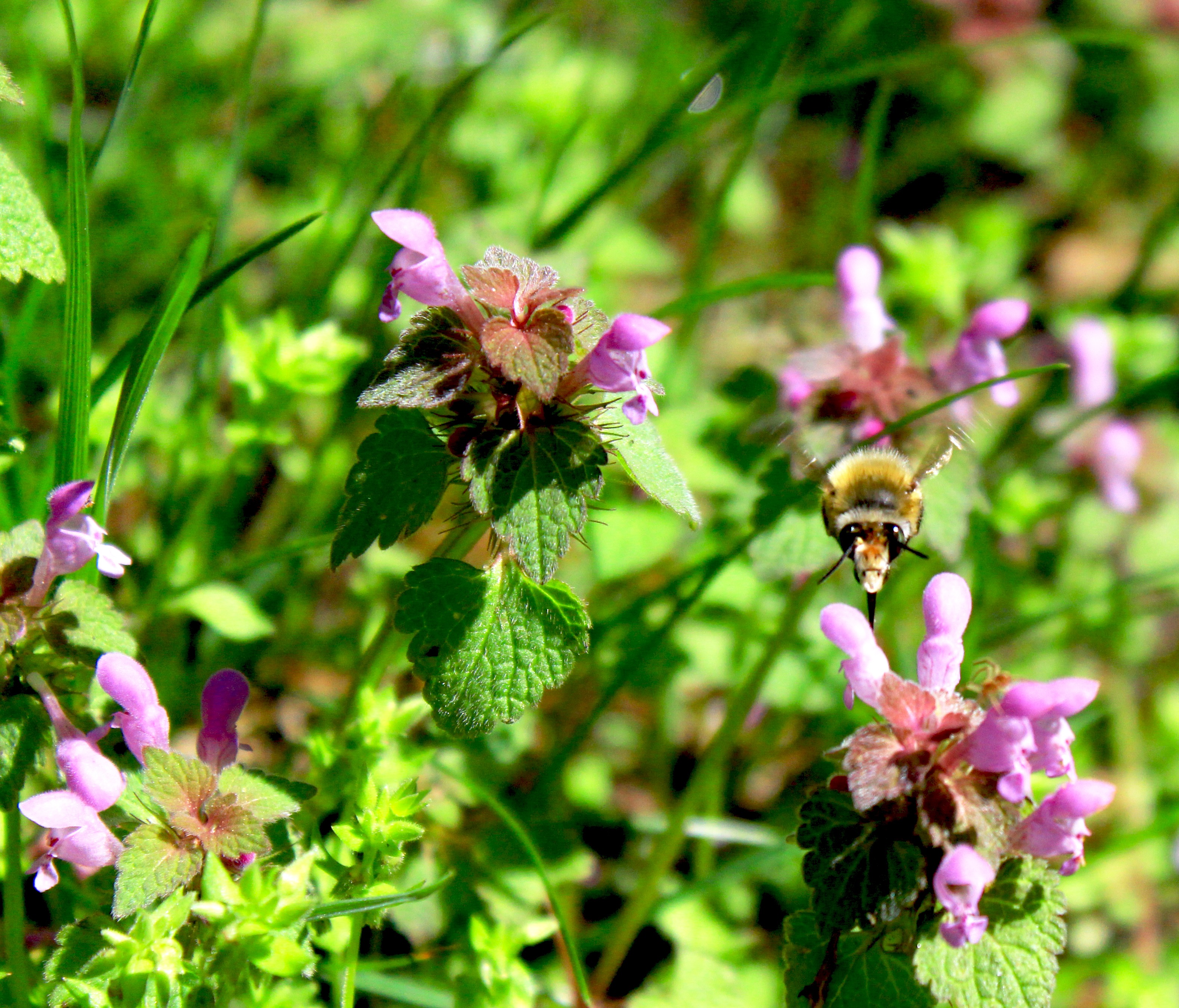 Honey bees on wildflowers free image download