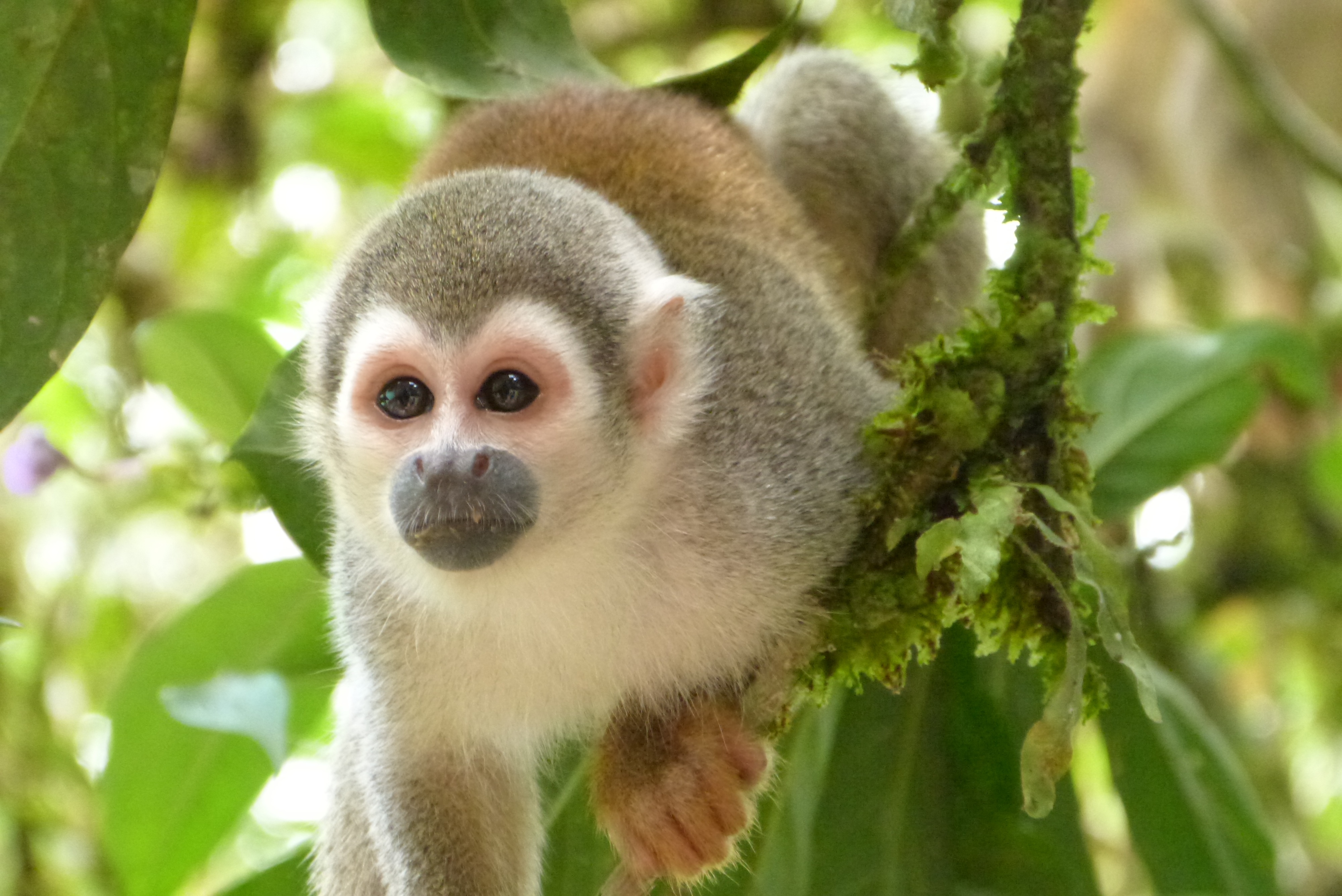 Monkey Jungle, south america free image download