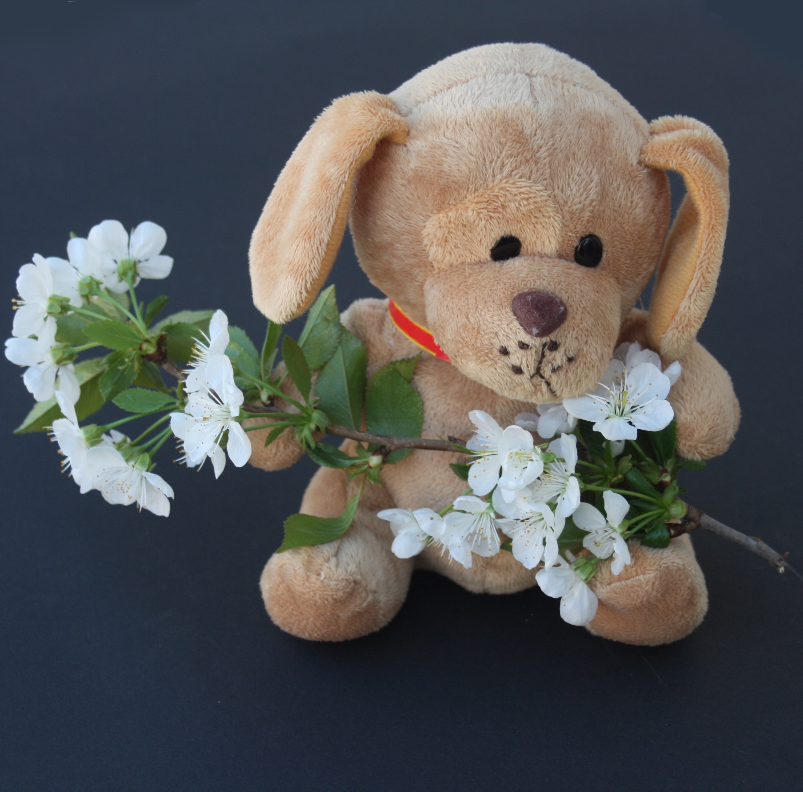 Stuffed teddy with flowers free image download