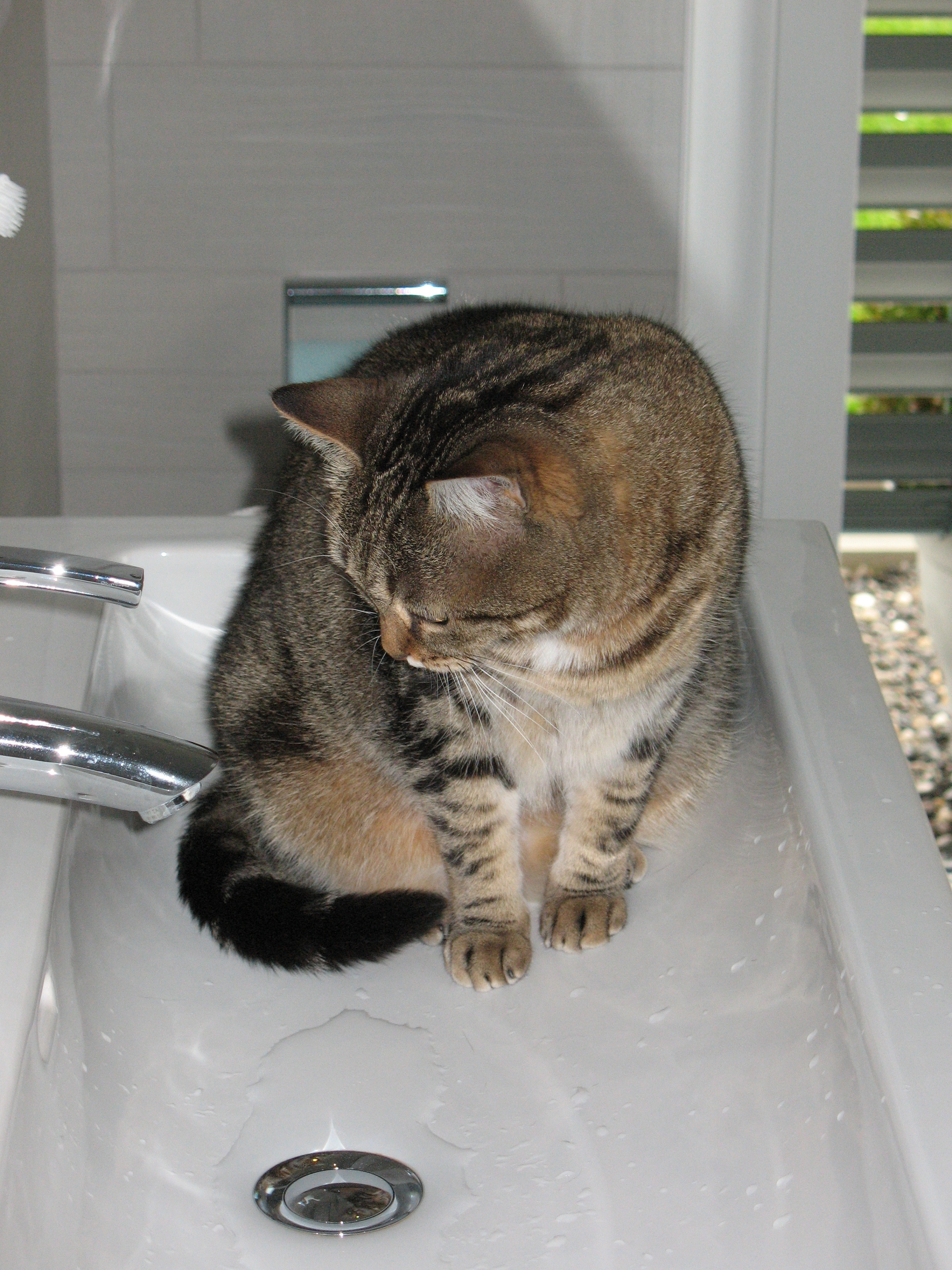 Curious cat in bath sink free image download