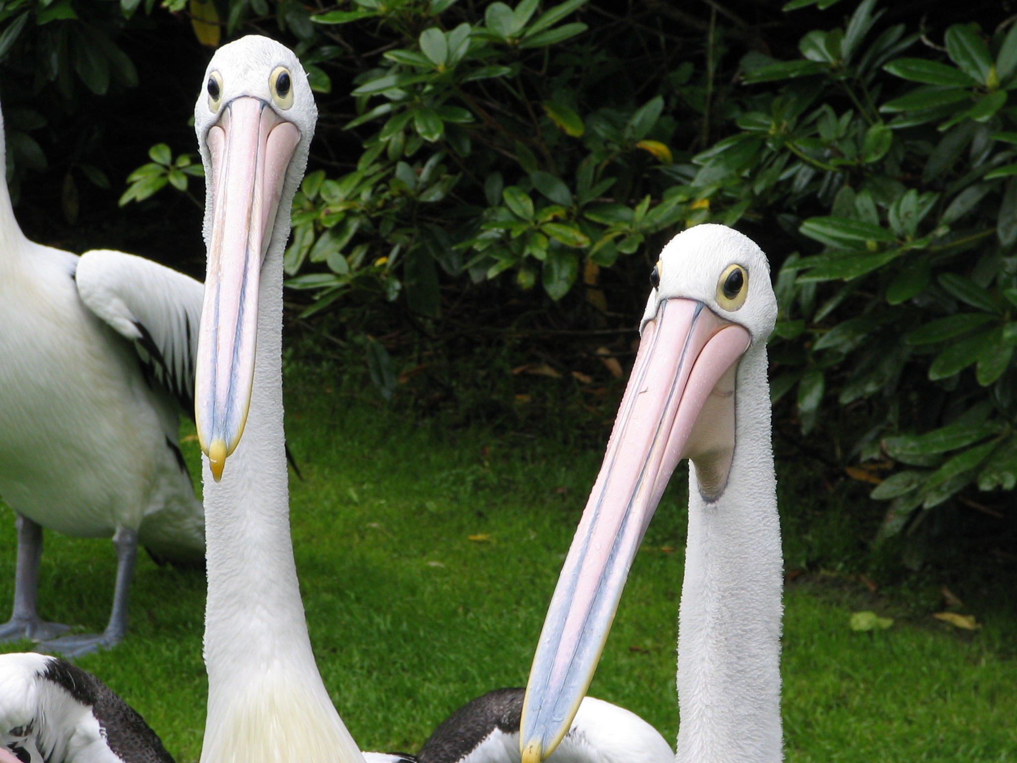 White pelicans in the wildlife free image download