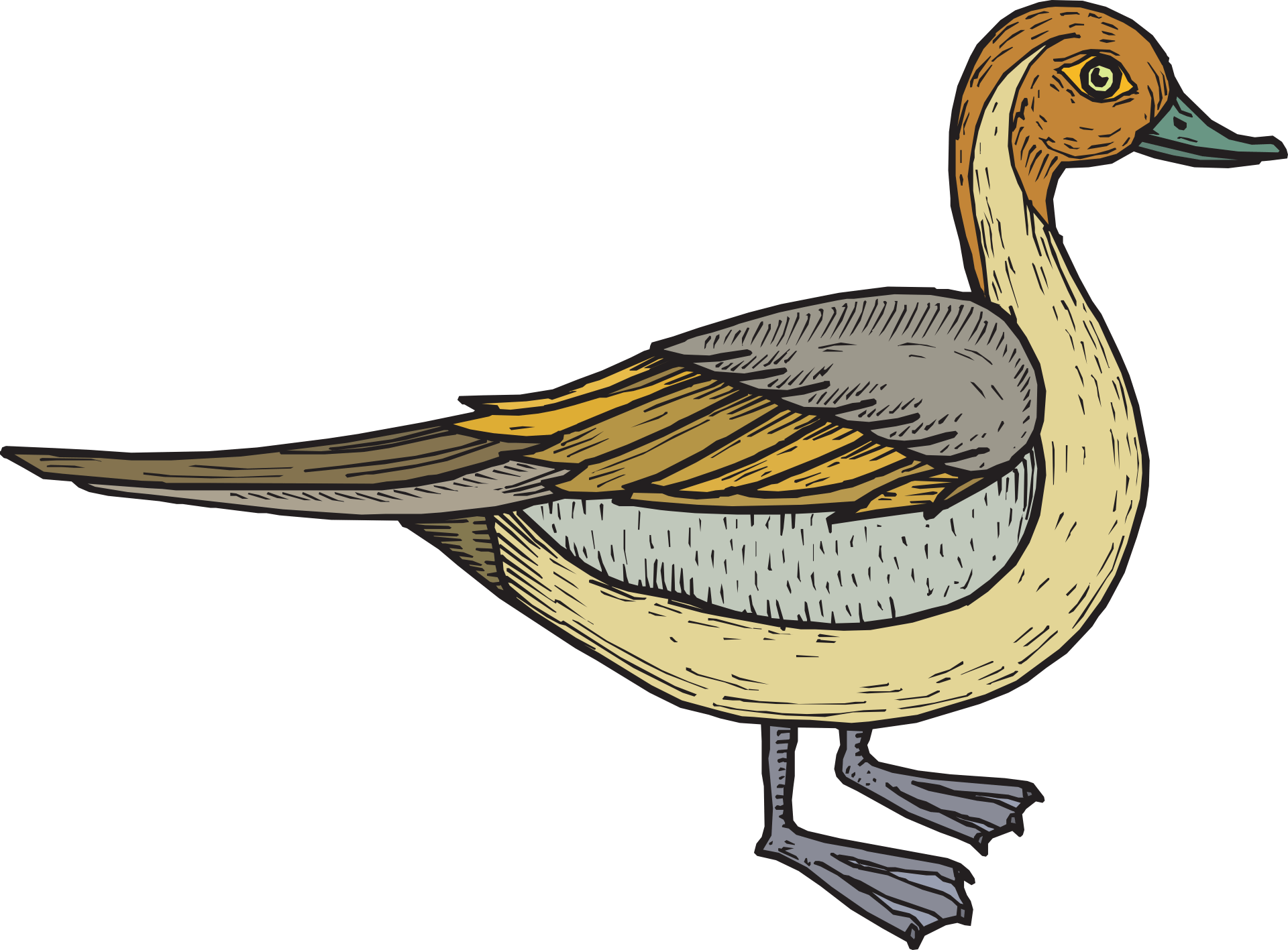 Bird Duck Wings drawing free image download
