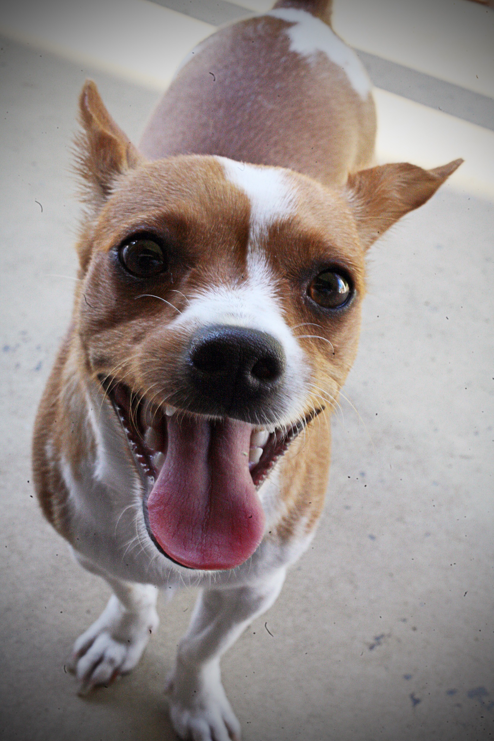 Cute small dog free image download