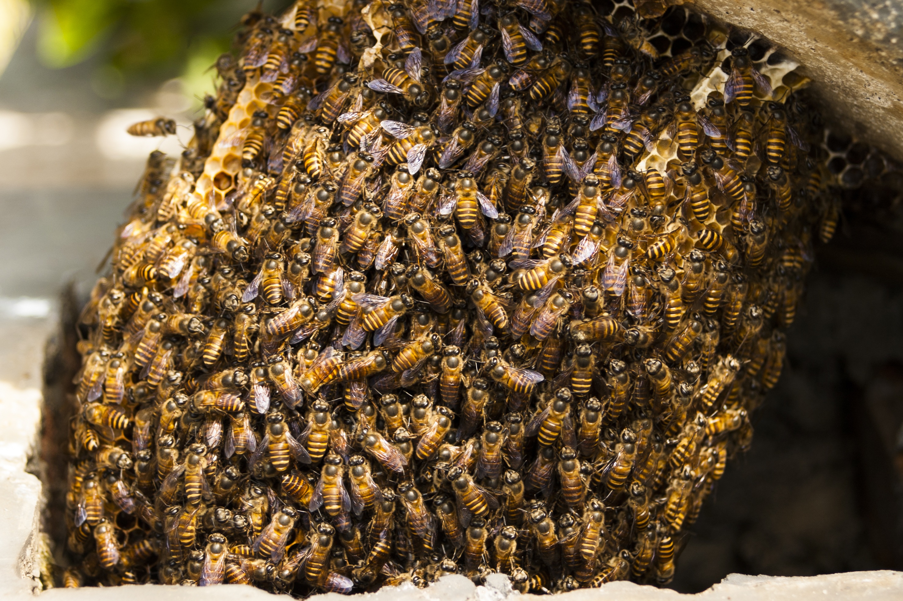 Bees Hive free image download