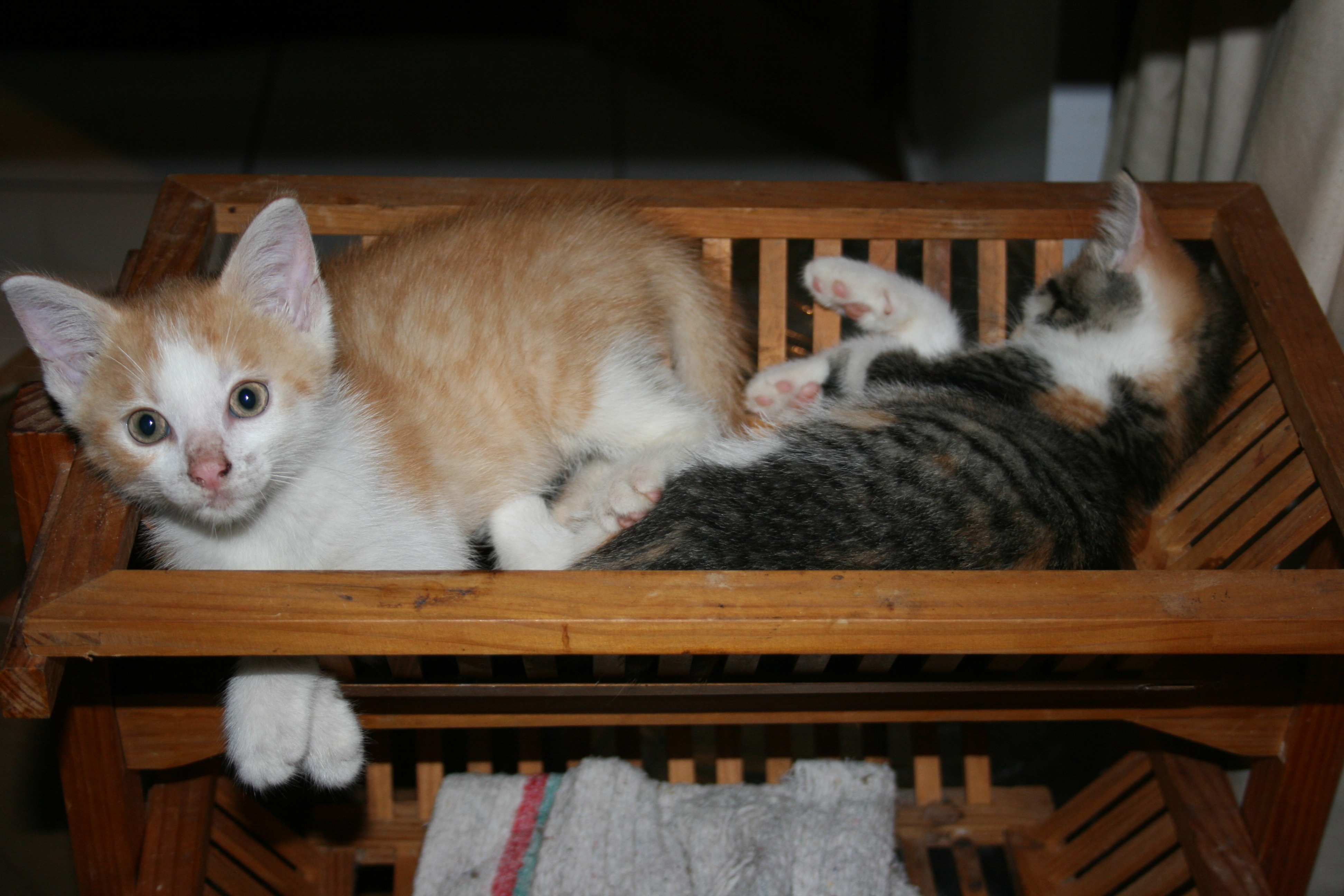 Pets sleep in a basket free image download