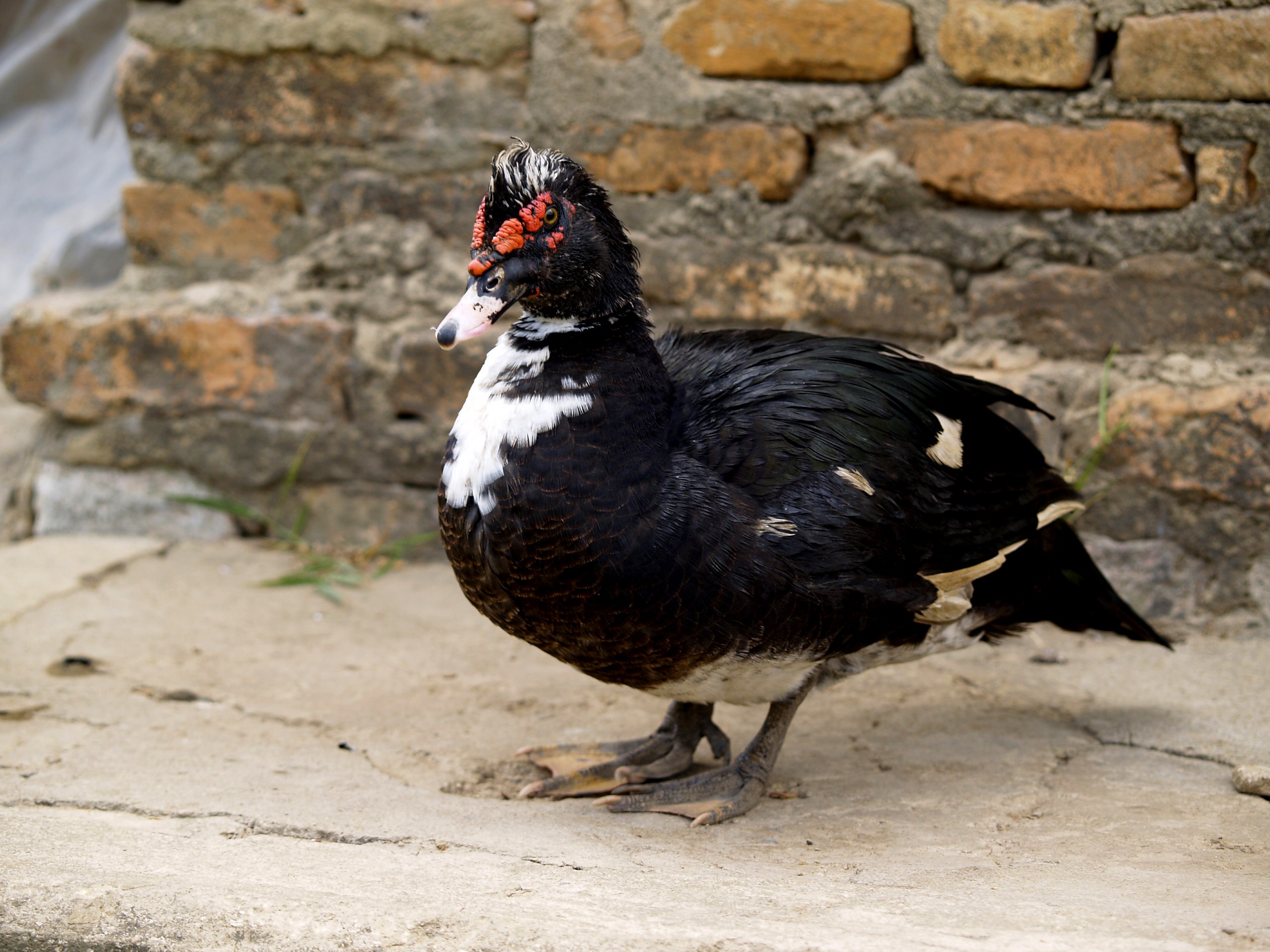 Black duck with white spots in the backyard free image download