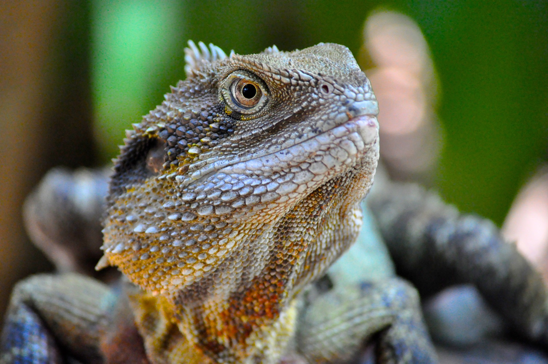 Eastern Water Dragon, head of Lizard close up free image download