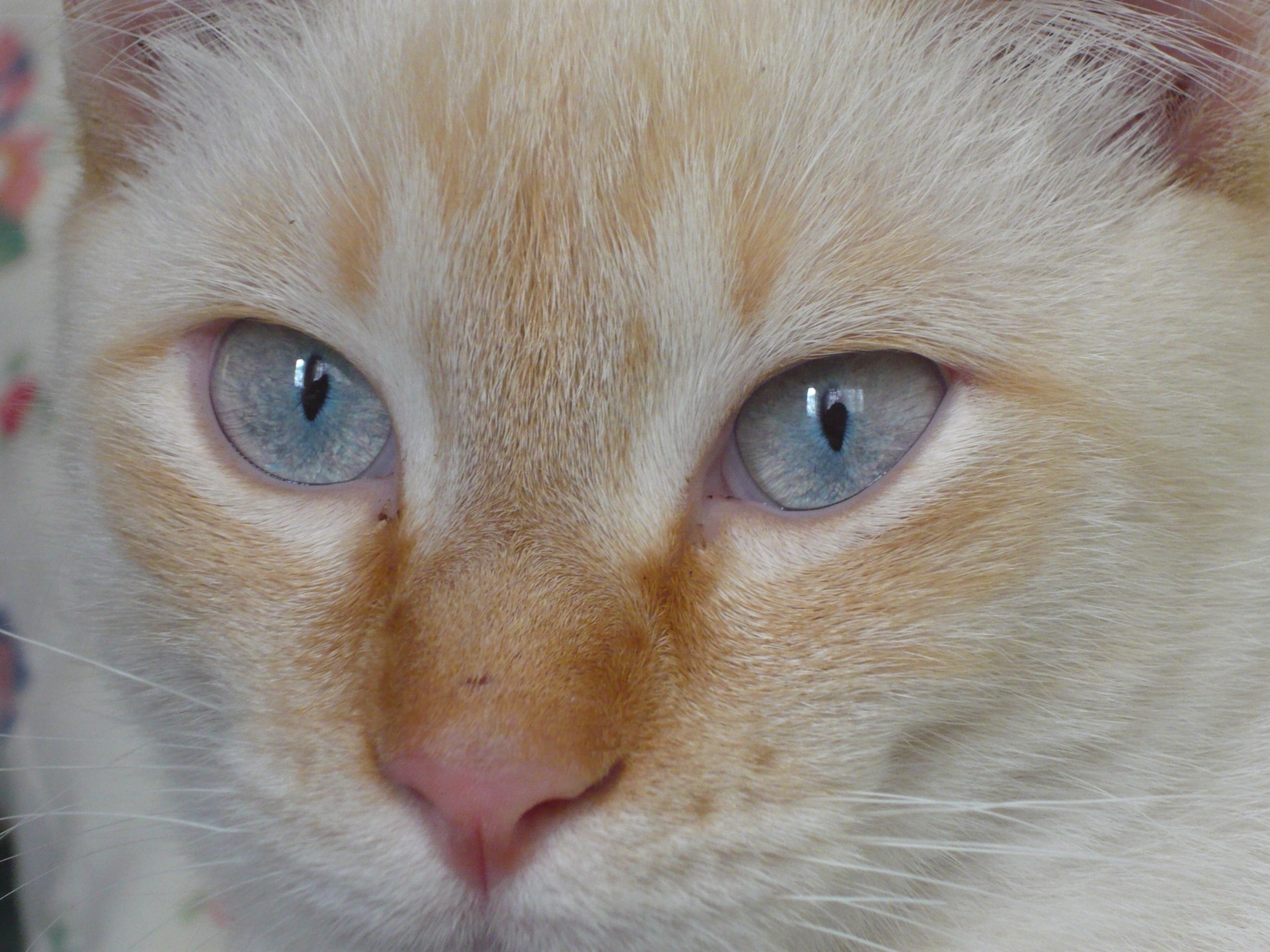 Feline Cat Eyes free image download