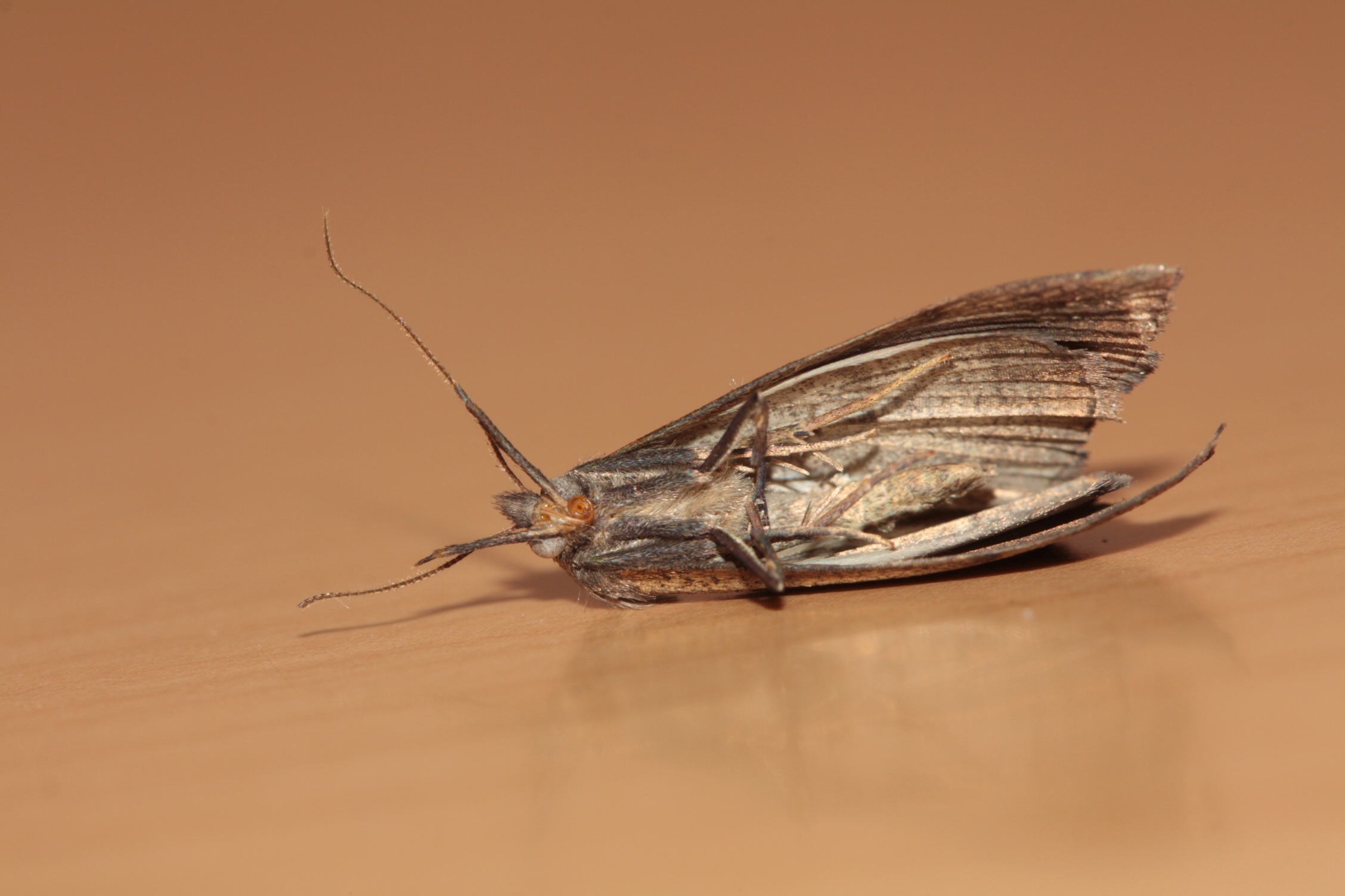 Dead moth closeup free image download