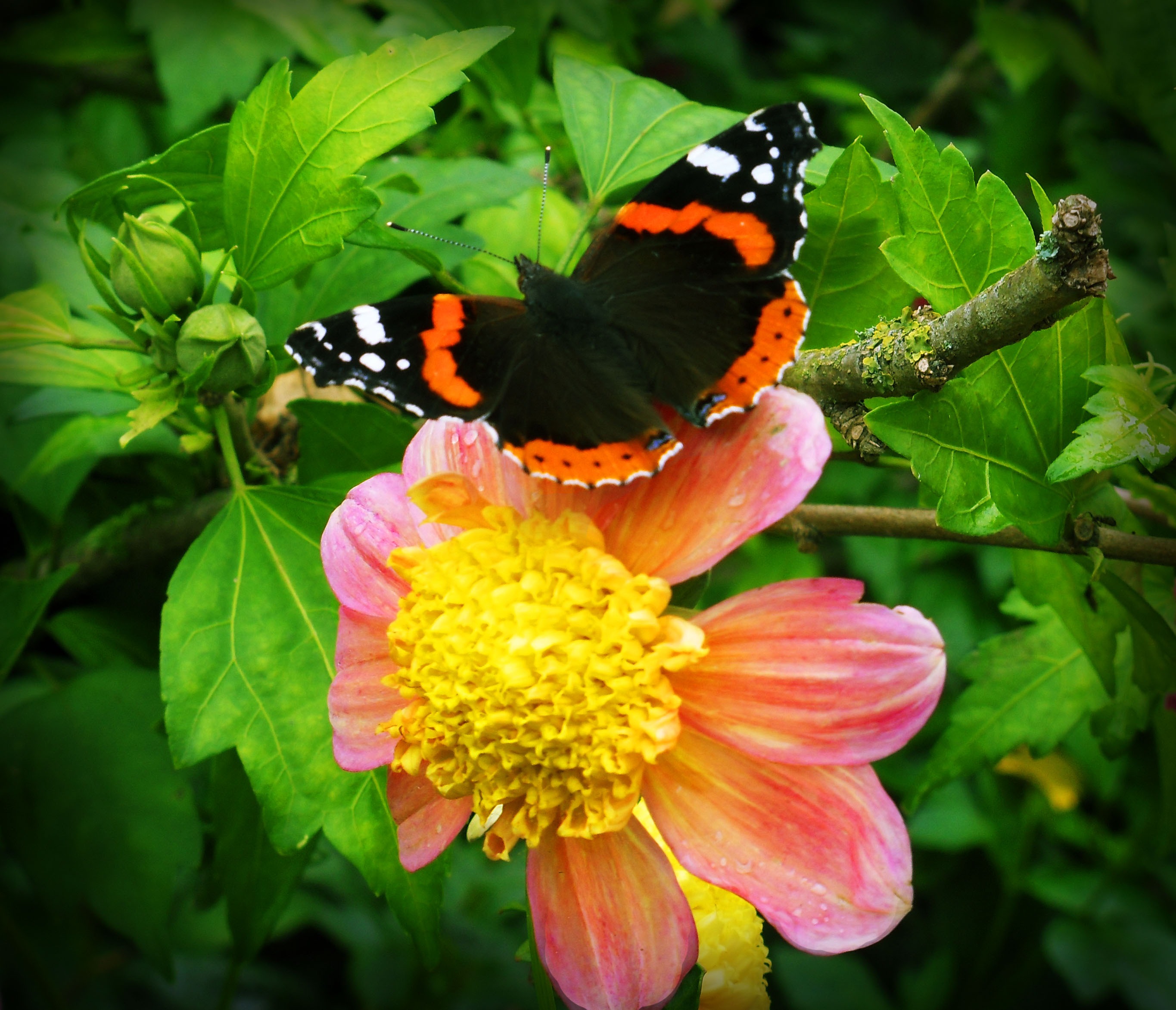 Black butterfly with orange and white stripes free image download