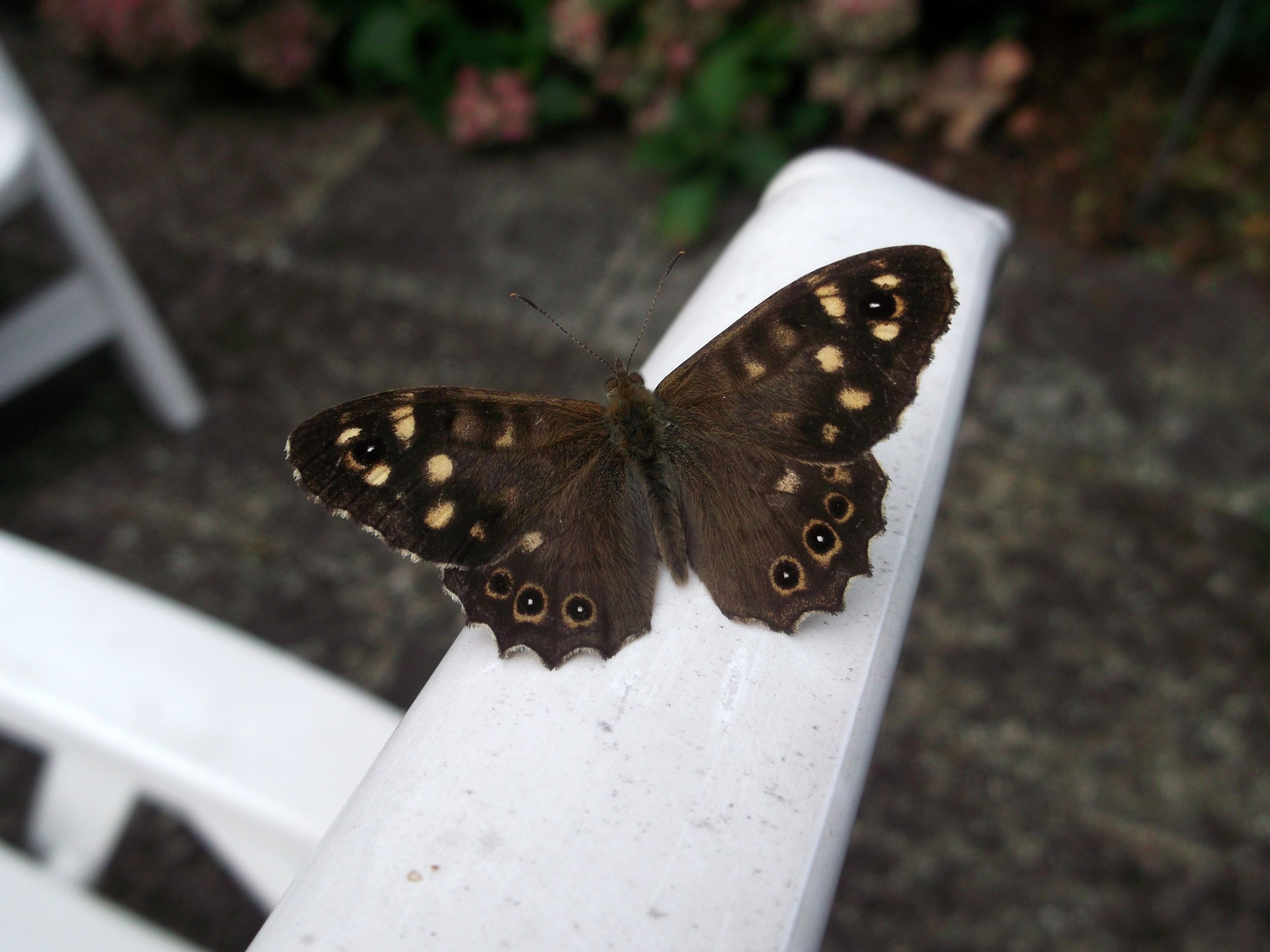 Dark brown butterfly free image download