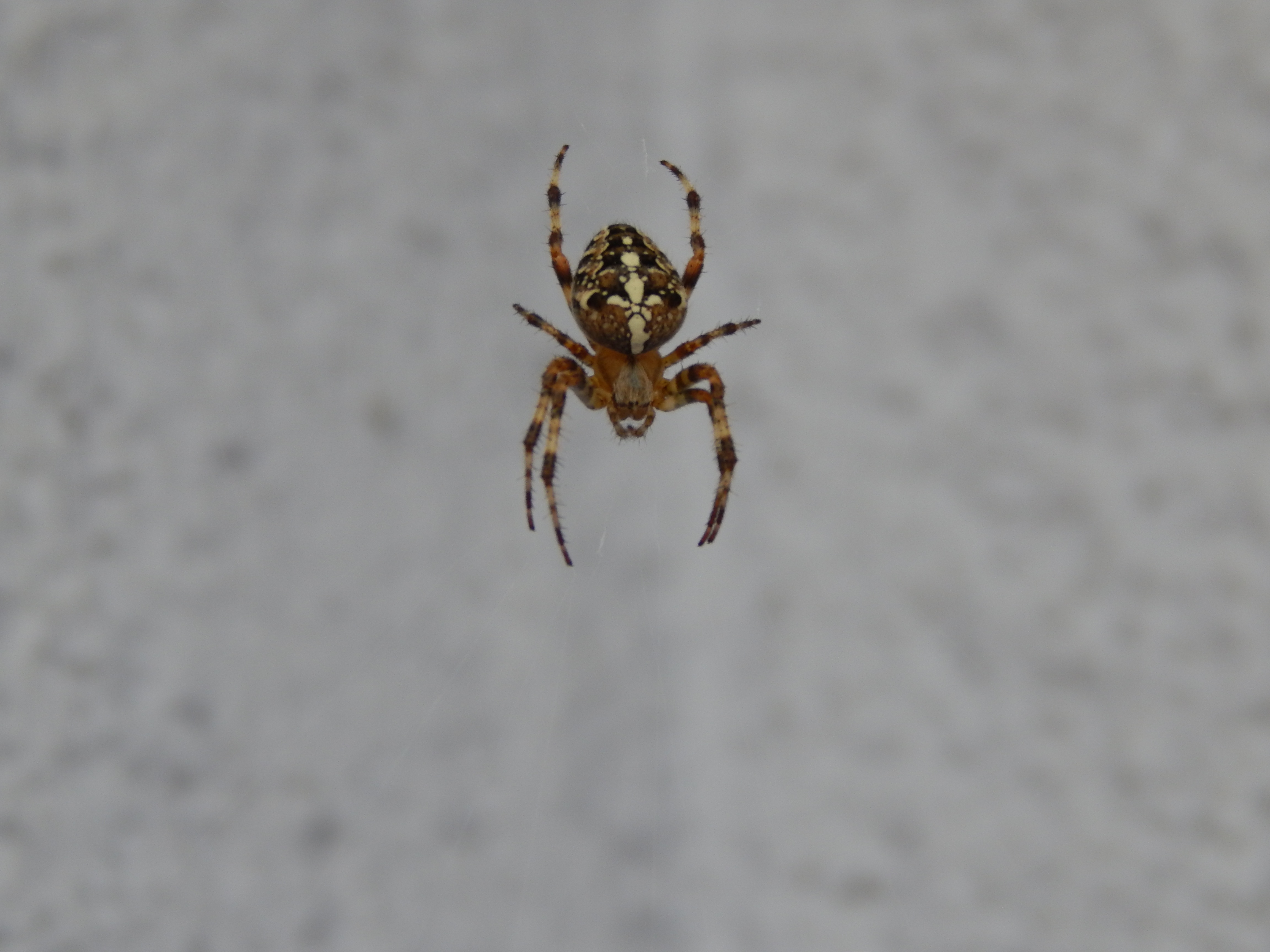 Spider hanging on the silk free image download