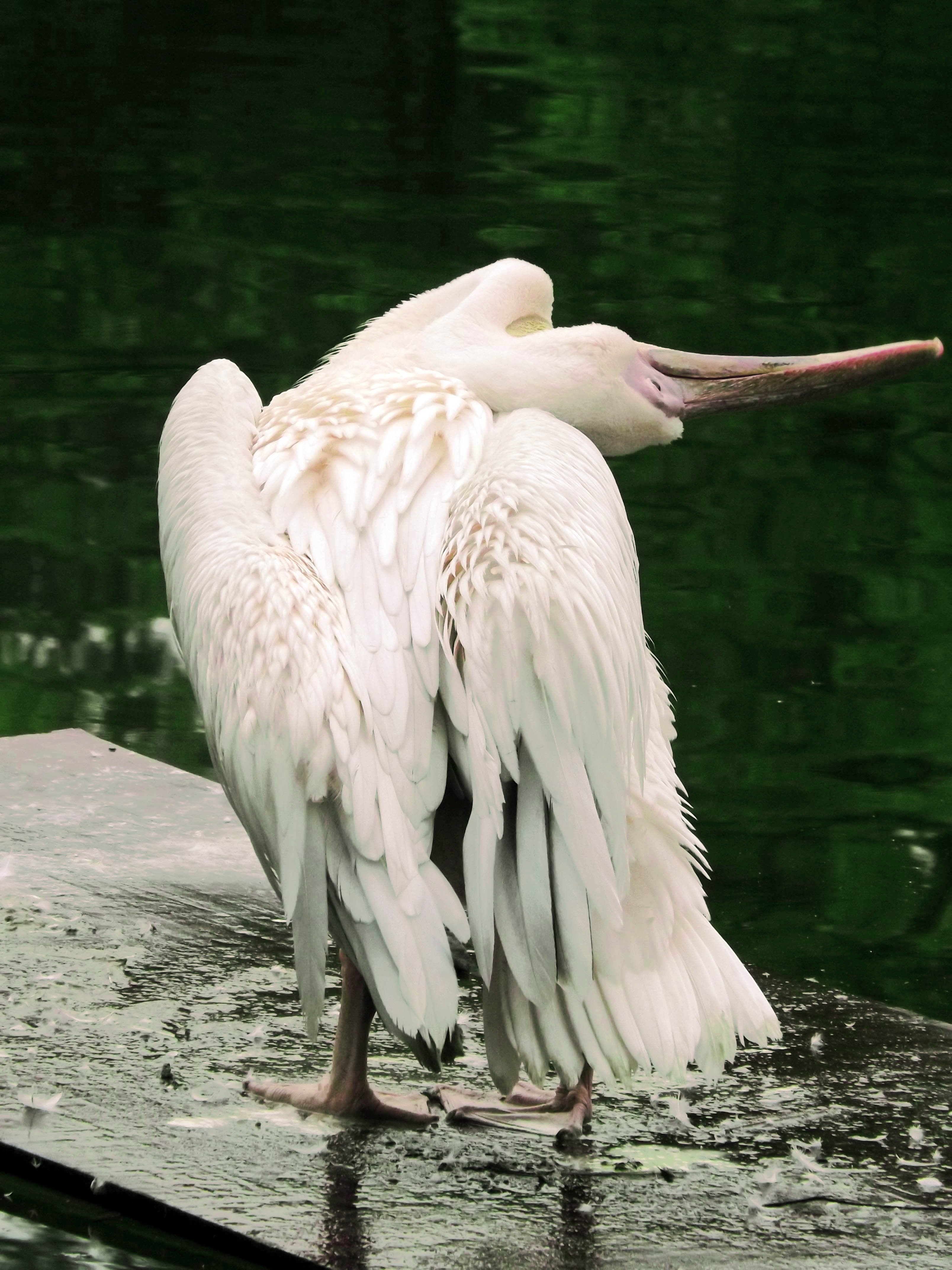 White bird stands in the water free image download