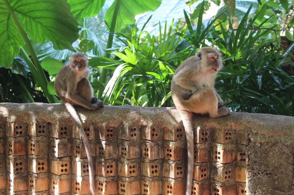 Monkeys on a stone wall in thailand free image download