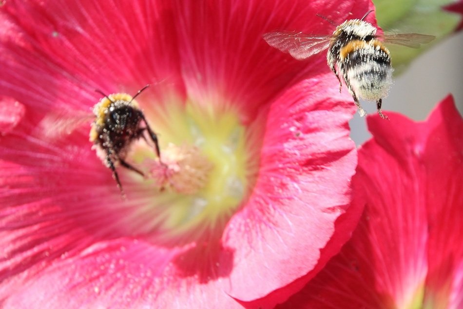 Bees inside bright summer flower free image download