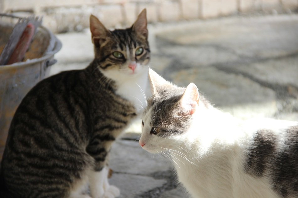 Two young cats outdoor free image download