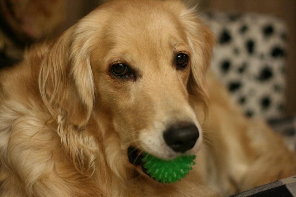 The dog holds a green ball in his mouth closeup on blurred background