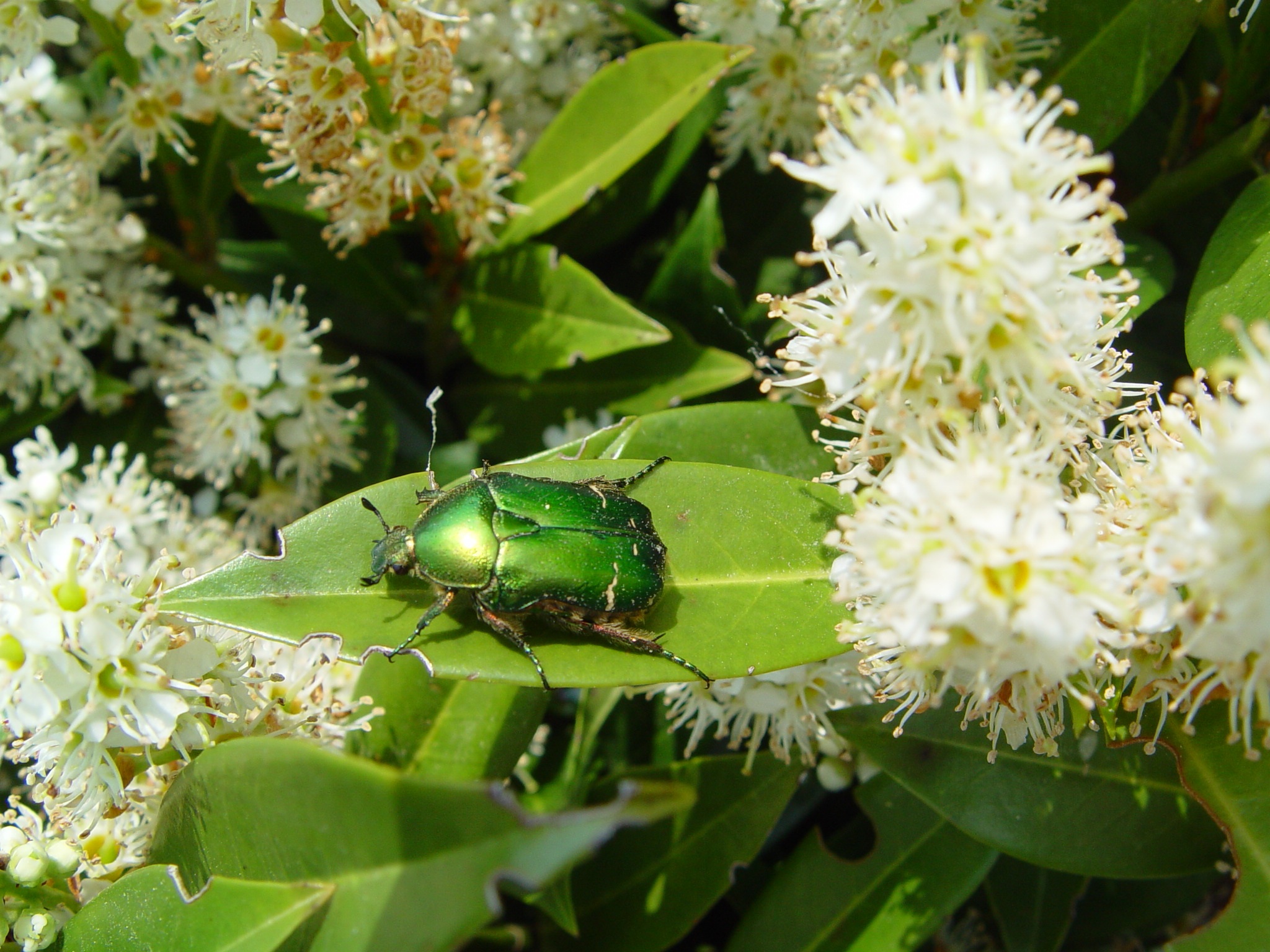 Green beetle on green leaf free image download