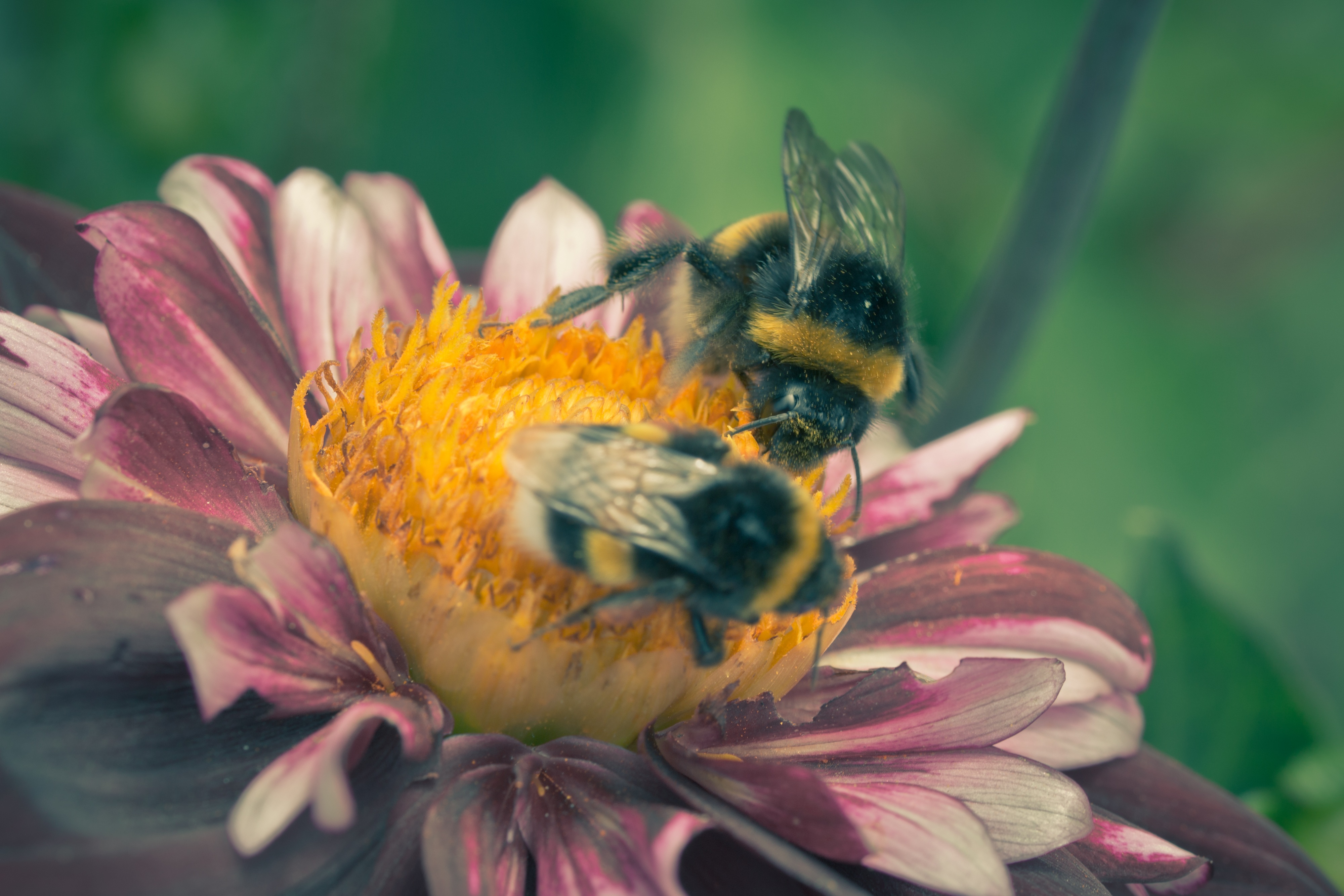 Bees on the dahlia hortensis flower free image download