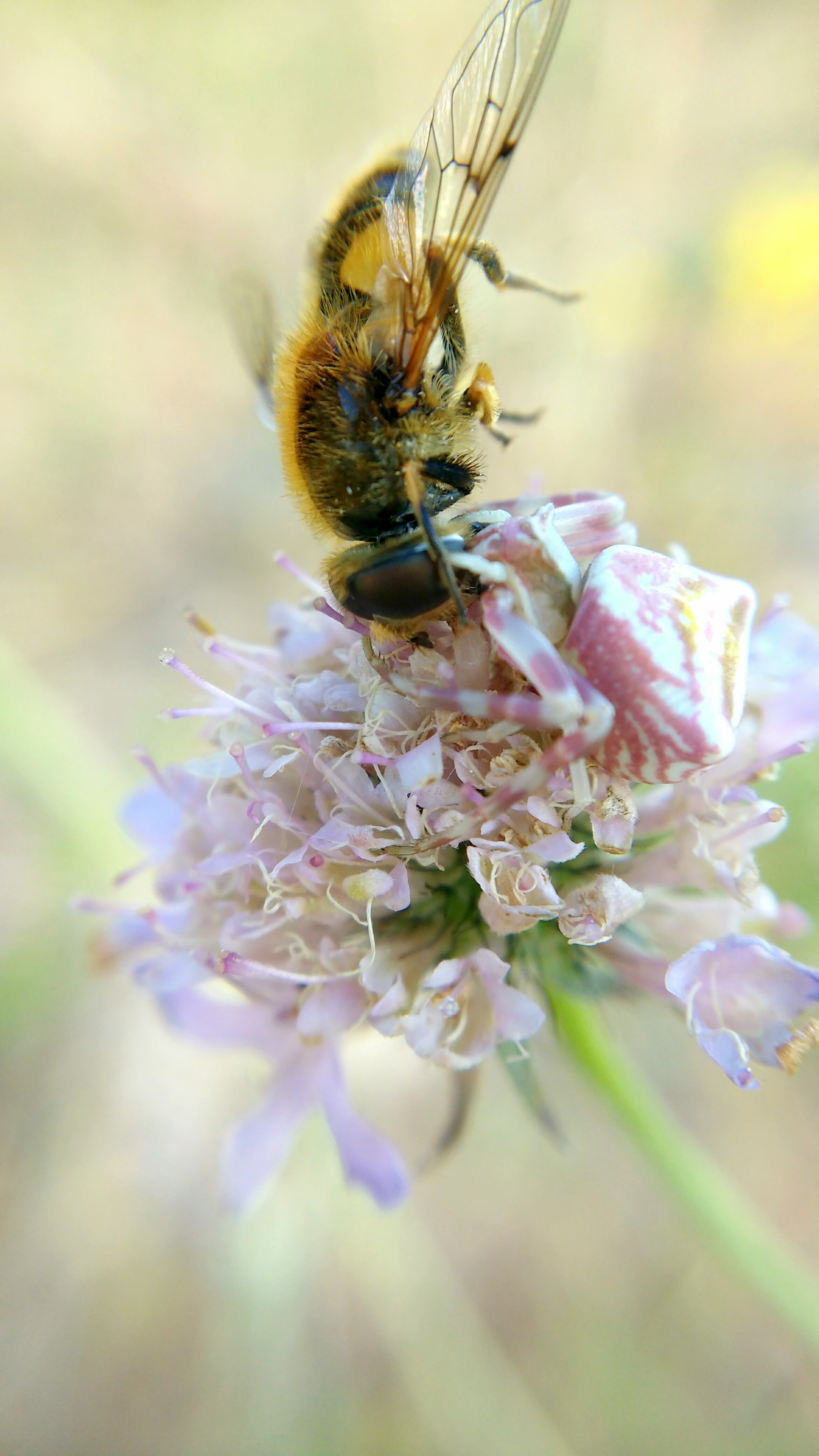 Spider eats a bee on a flower free image download