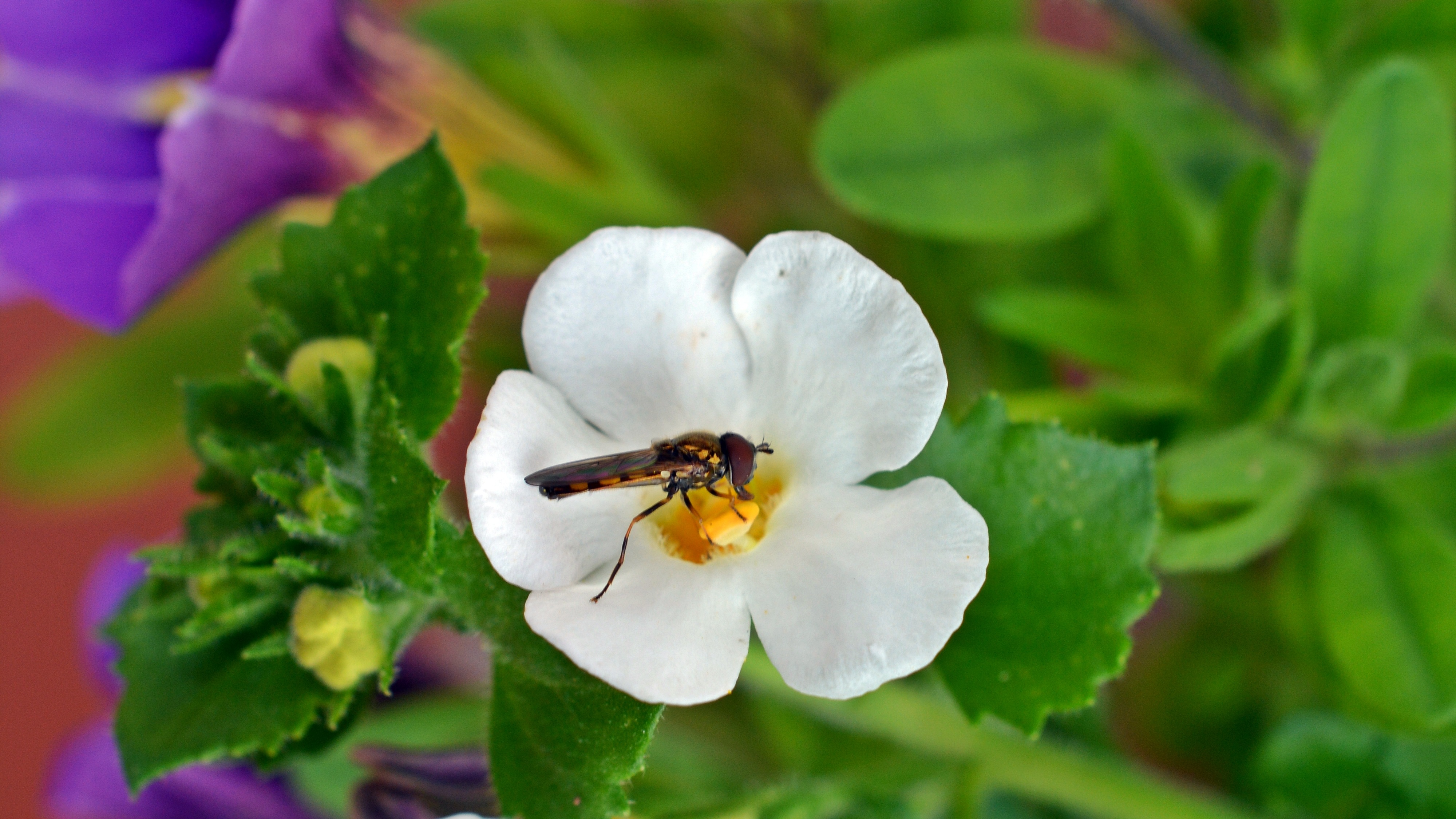 Insect eats pollen from a white flower free image download