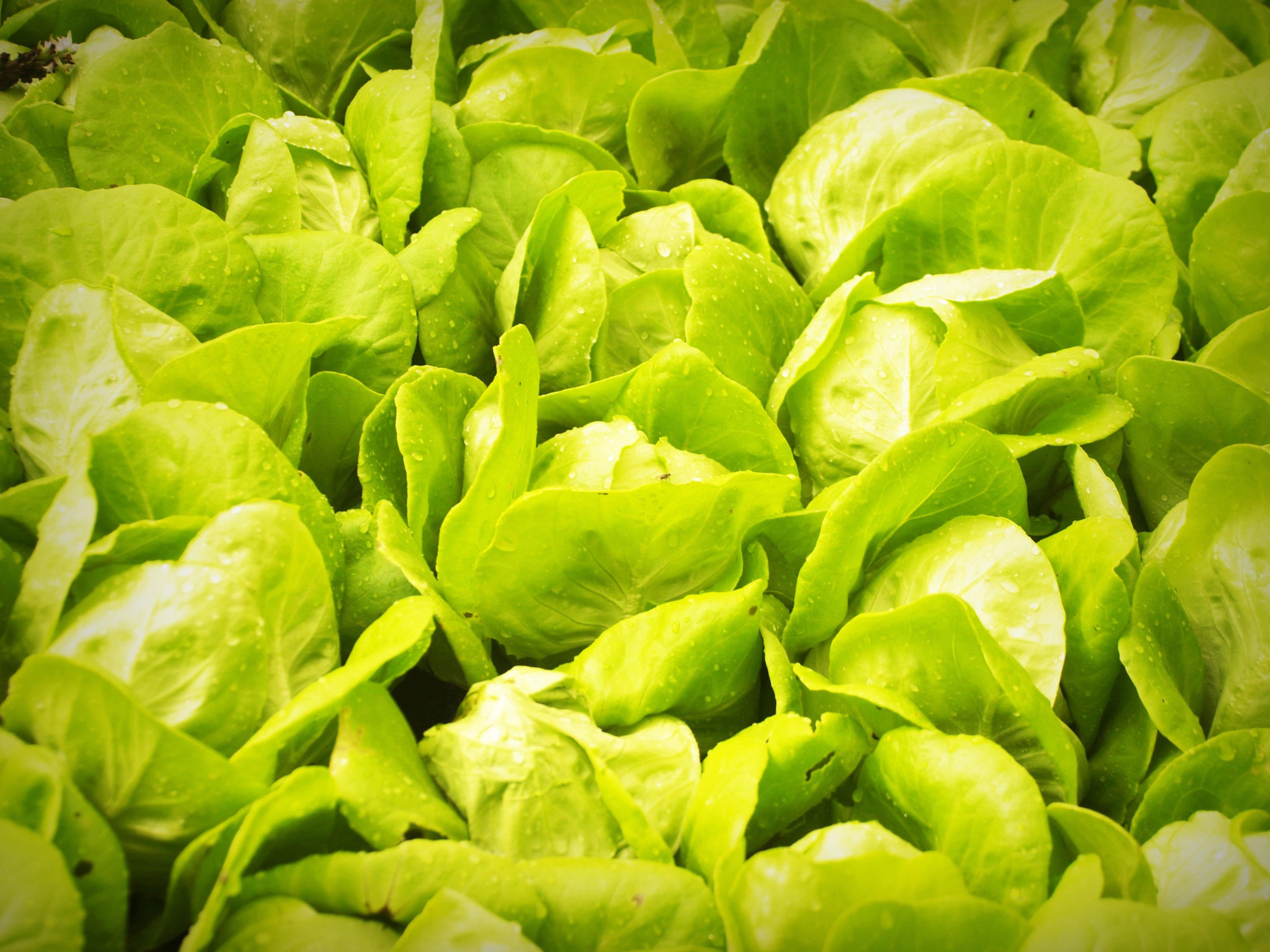 Lettuce growing, hydroponic technology free image download