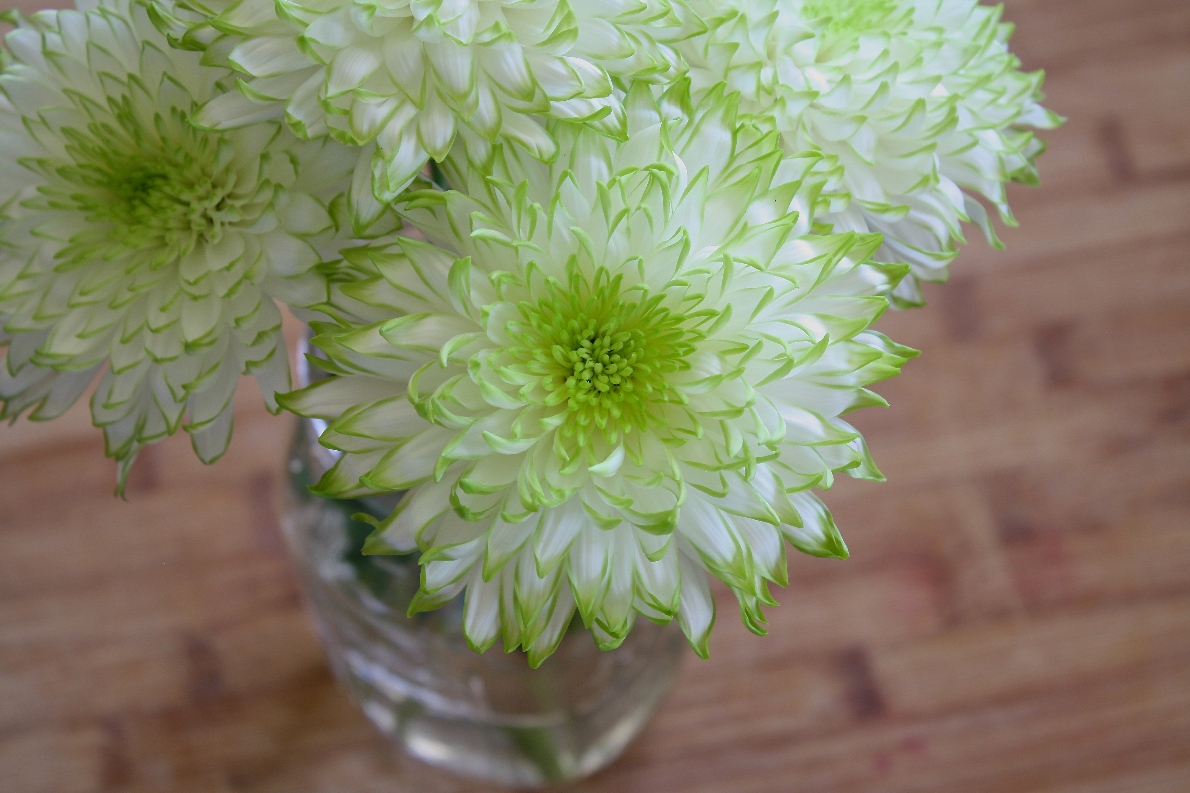 White flowers in a glass vase free image download