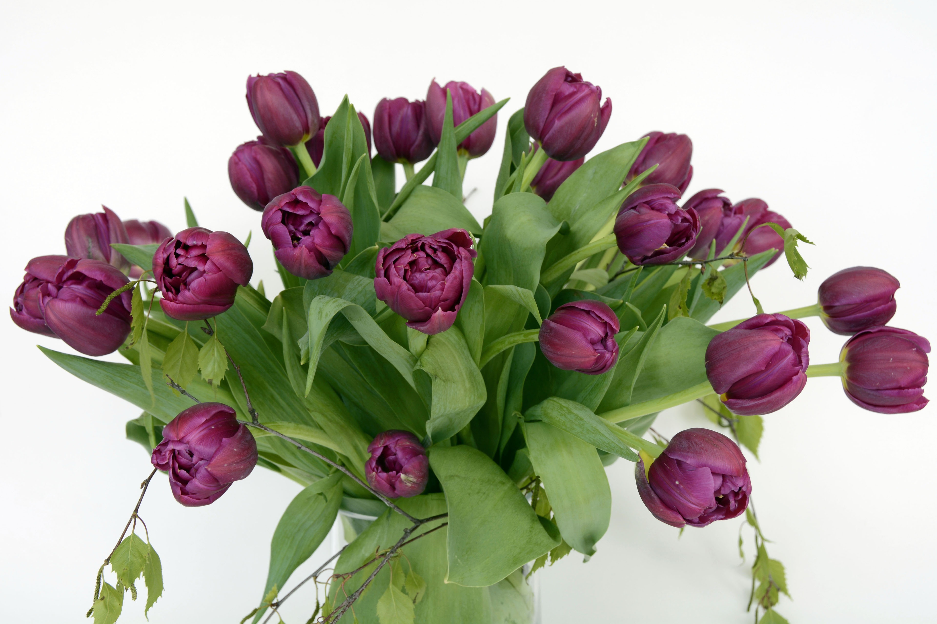 Bouquet of purple tulips free image download