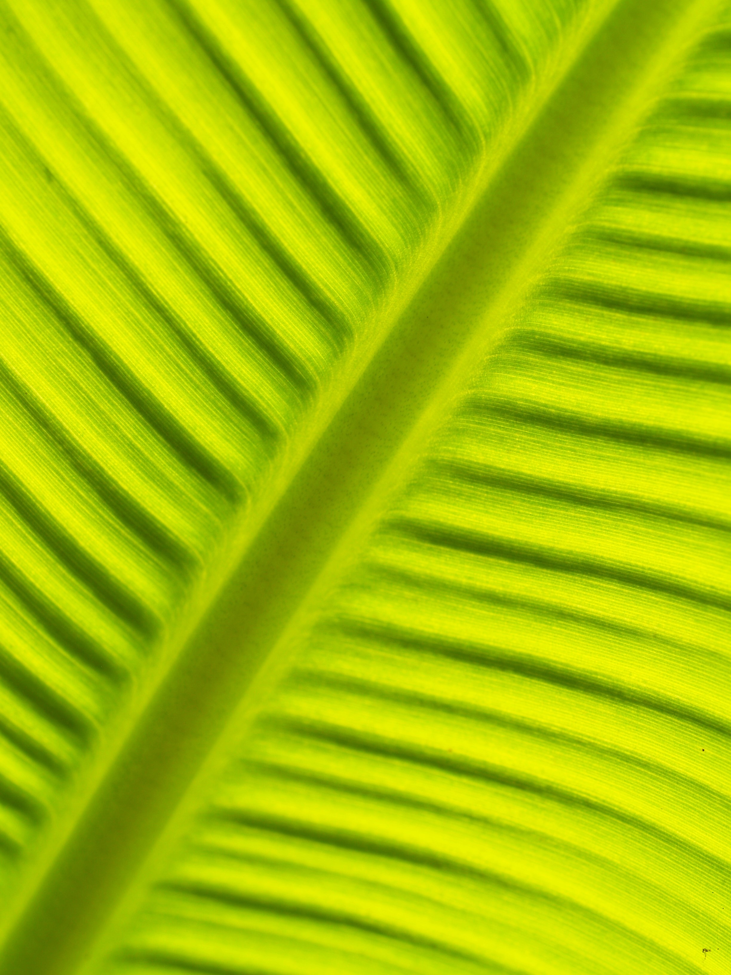 Light green leaf of a plant close up free image download