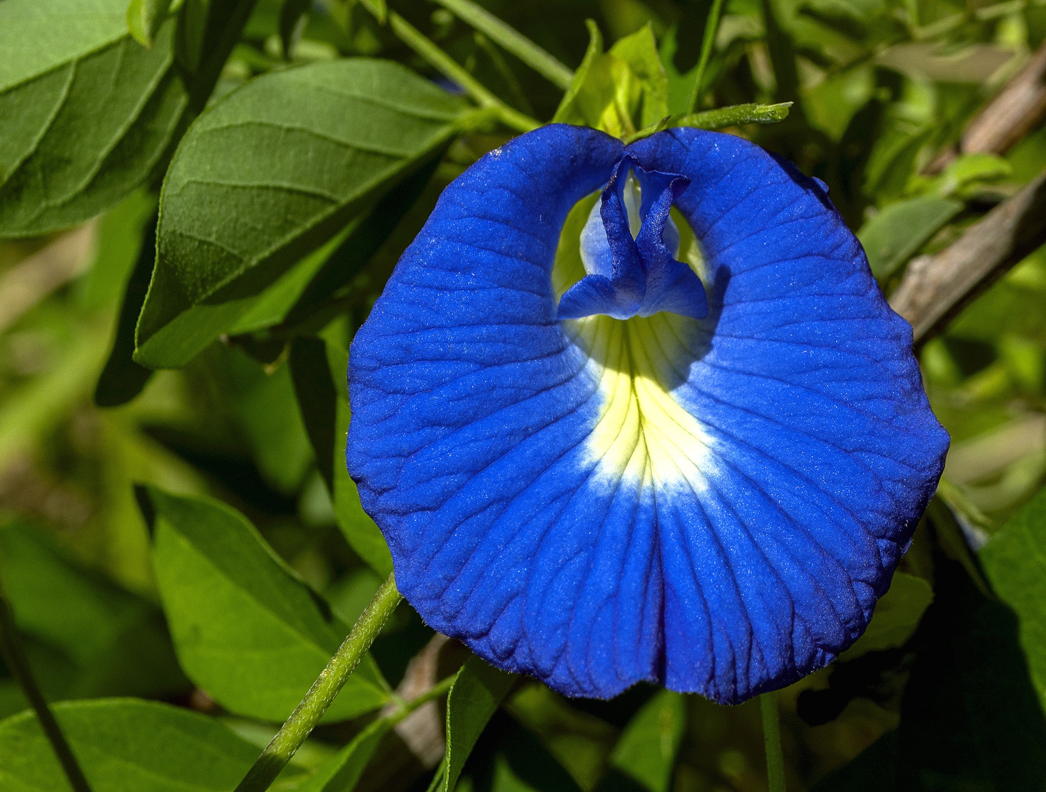 Flower Butterfly Pea free image download