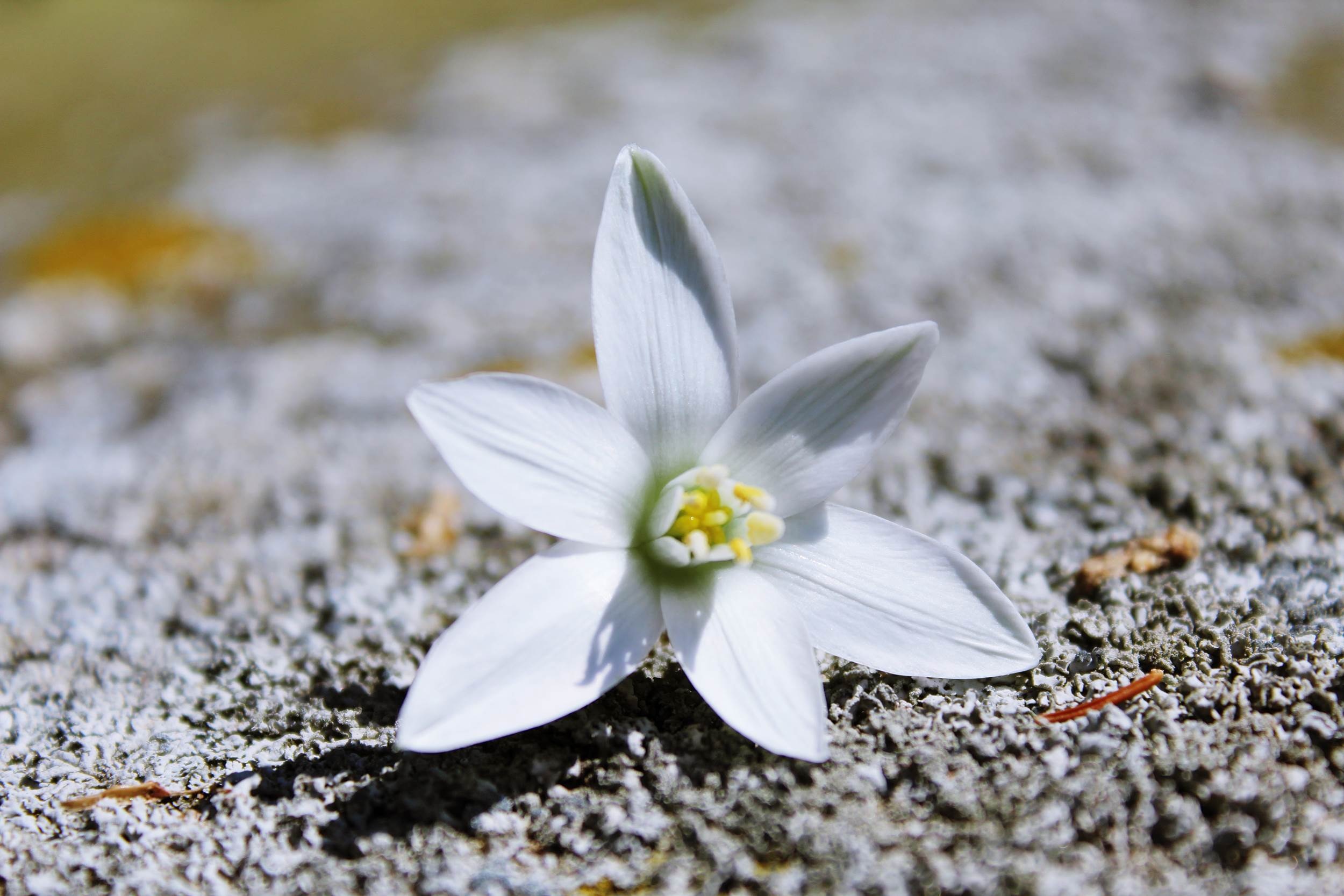 Background with white flower on ground free image download