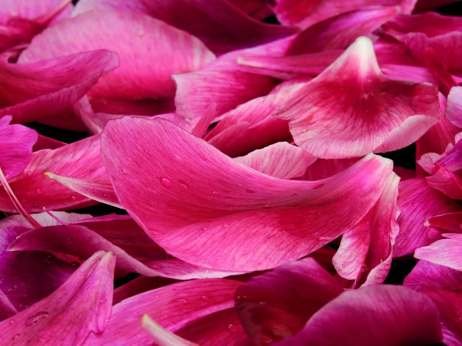 Bright pink flower petals free image download