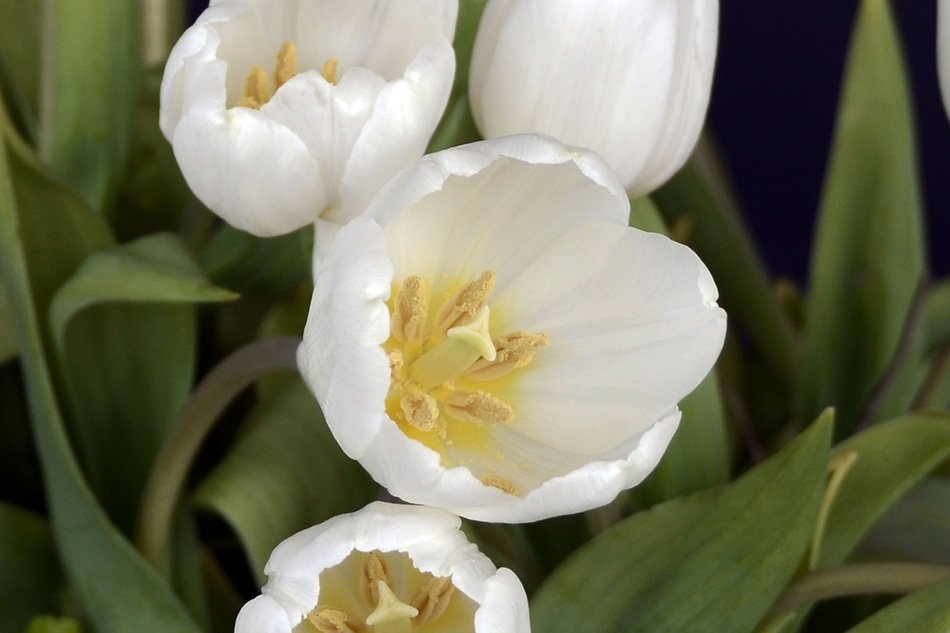 Tulip Tulips Flower free image download