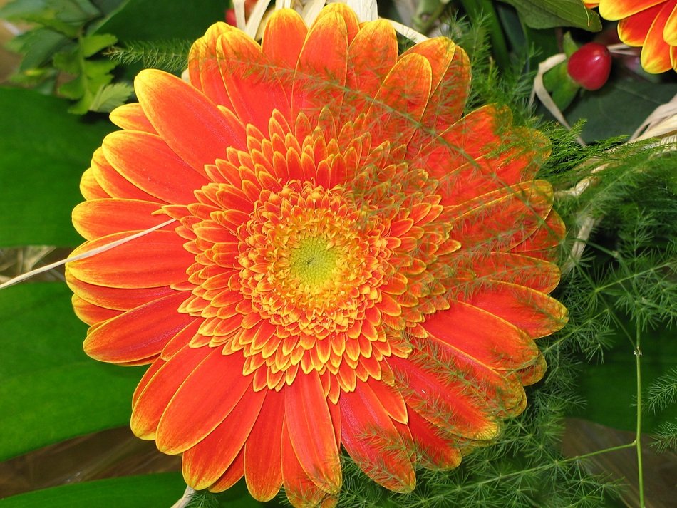 Yellow gerbera flower free image download