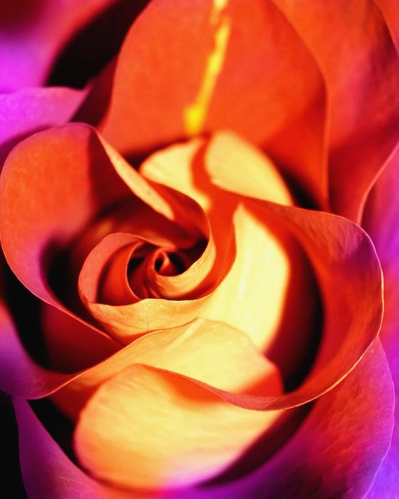 Flower rose red love free image download