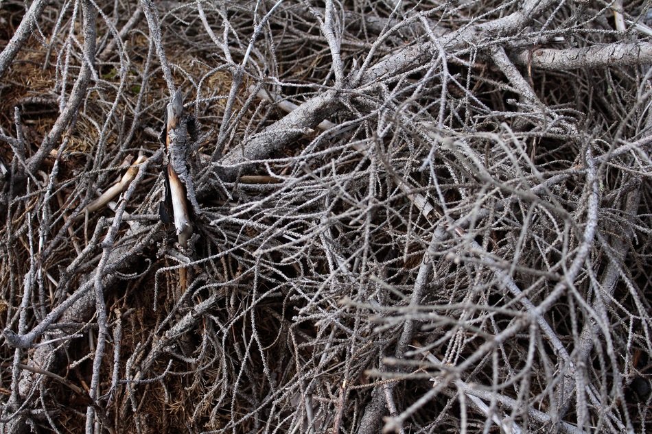 Twigs Branches Branch Tree free image download