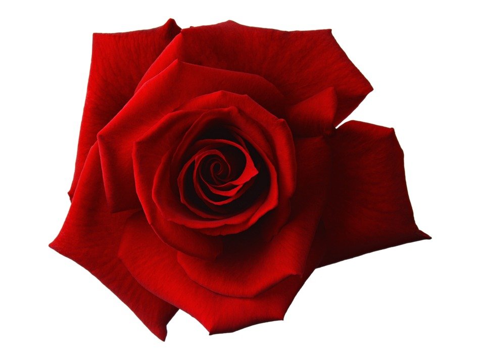 Red Rose free image download