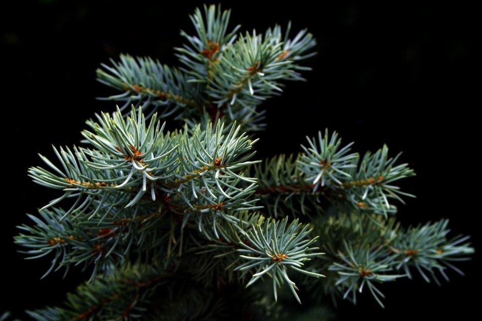 Spruce Christmas Tree free image download