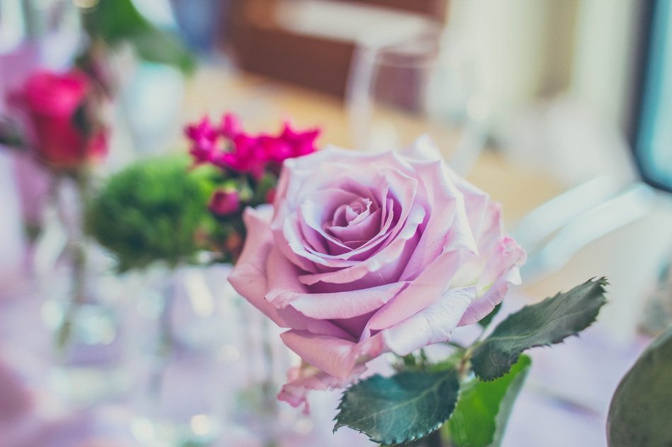 Flower Rose Wedding free image download