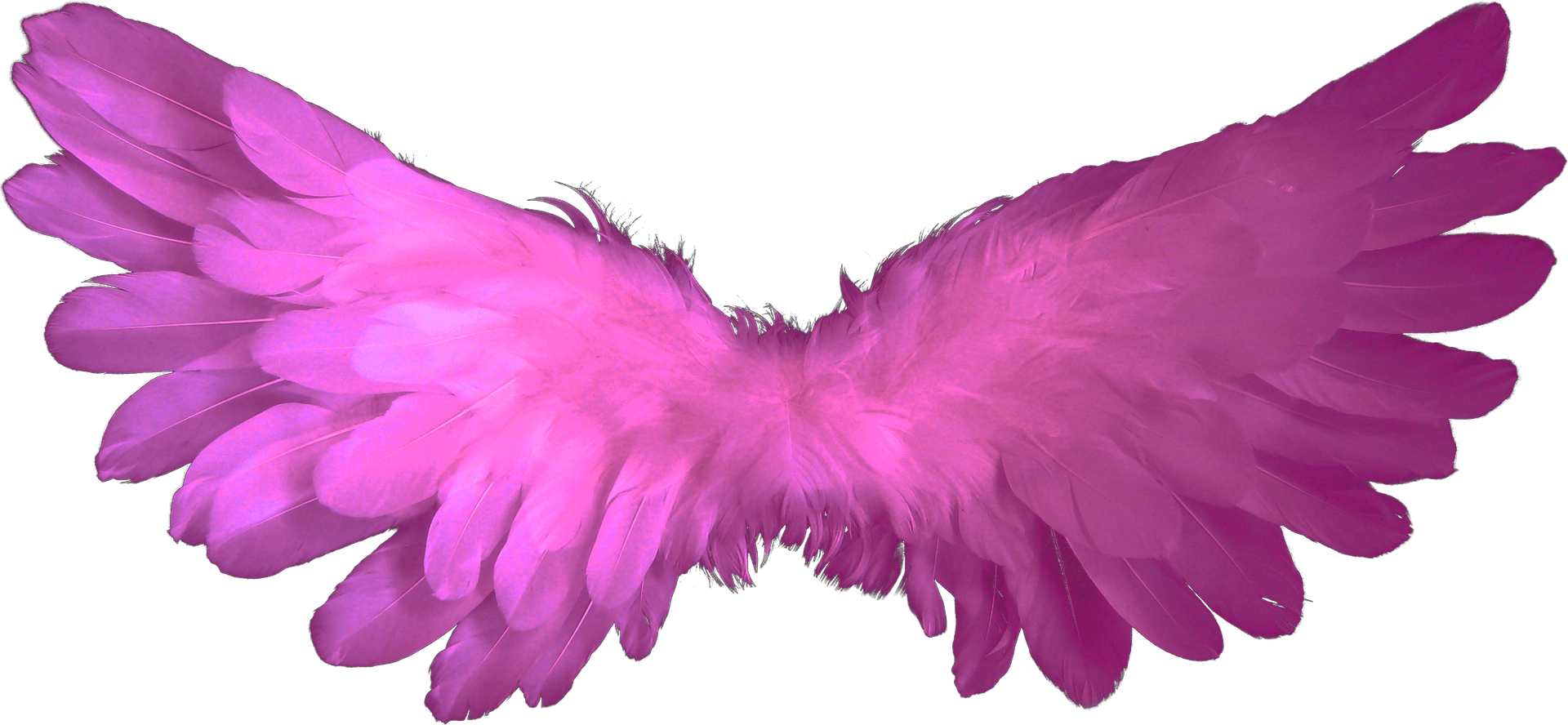 Fluffy pink wings free image download