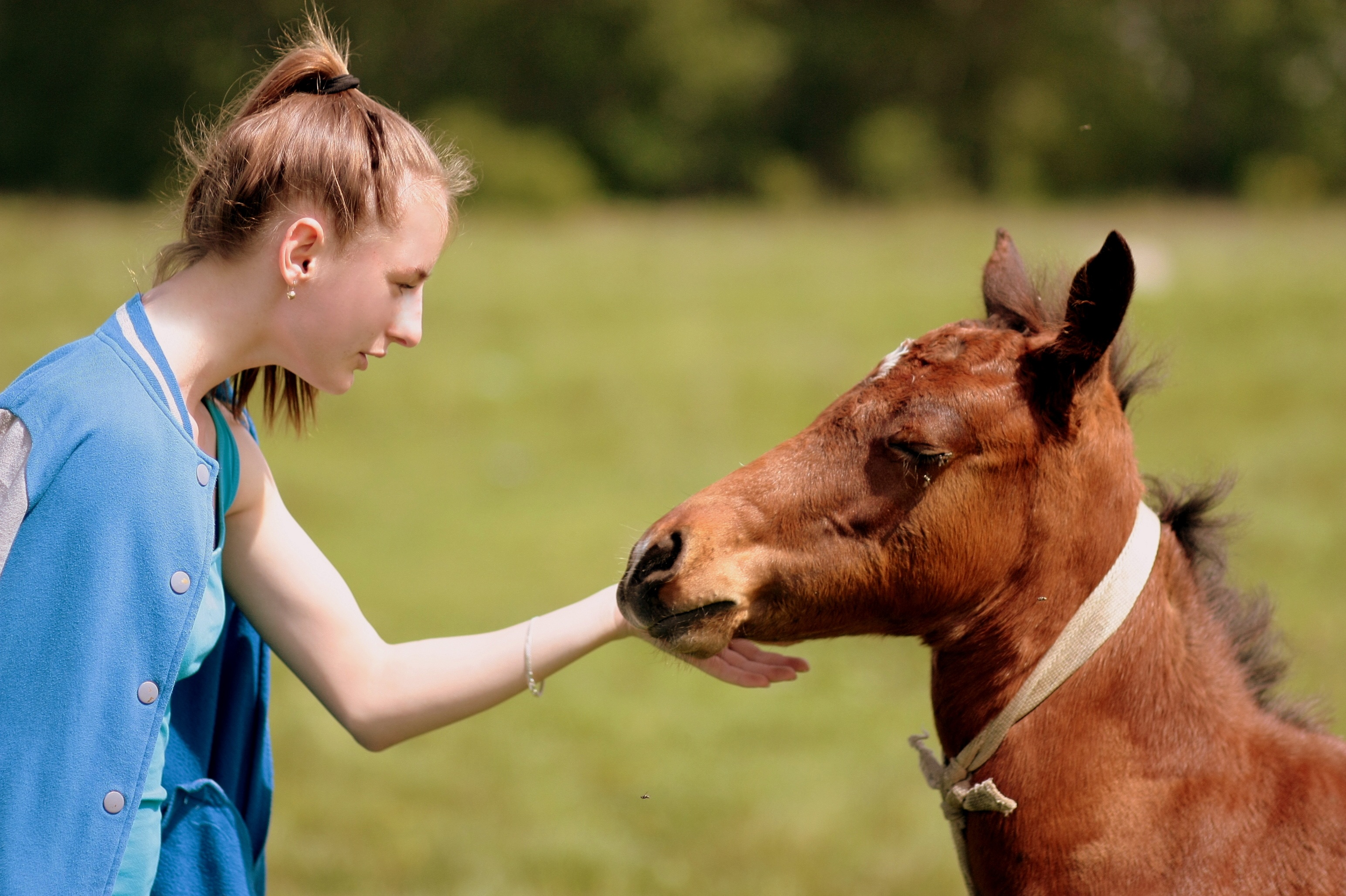 Girl strokes a pony free image download