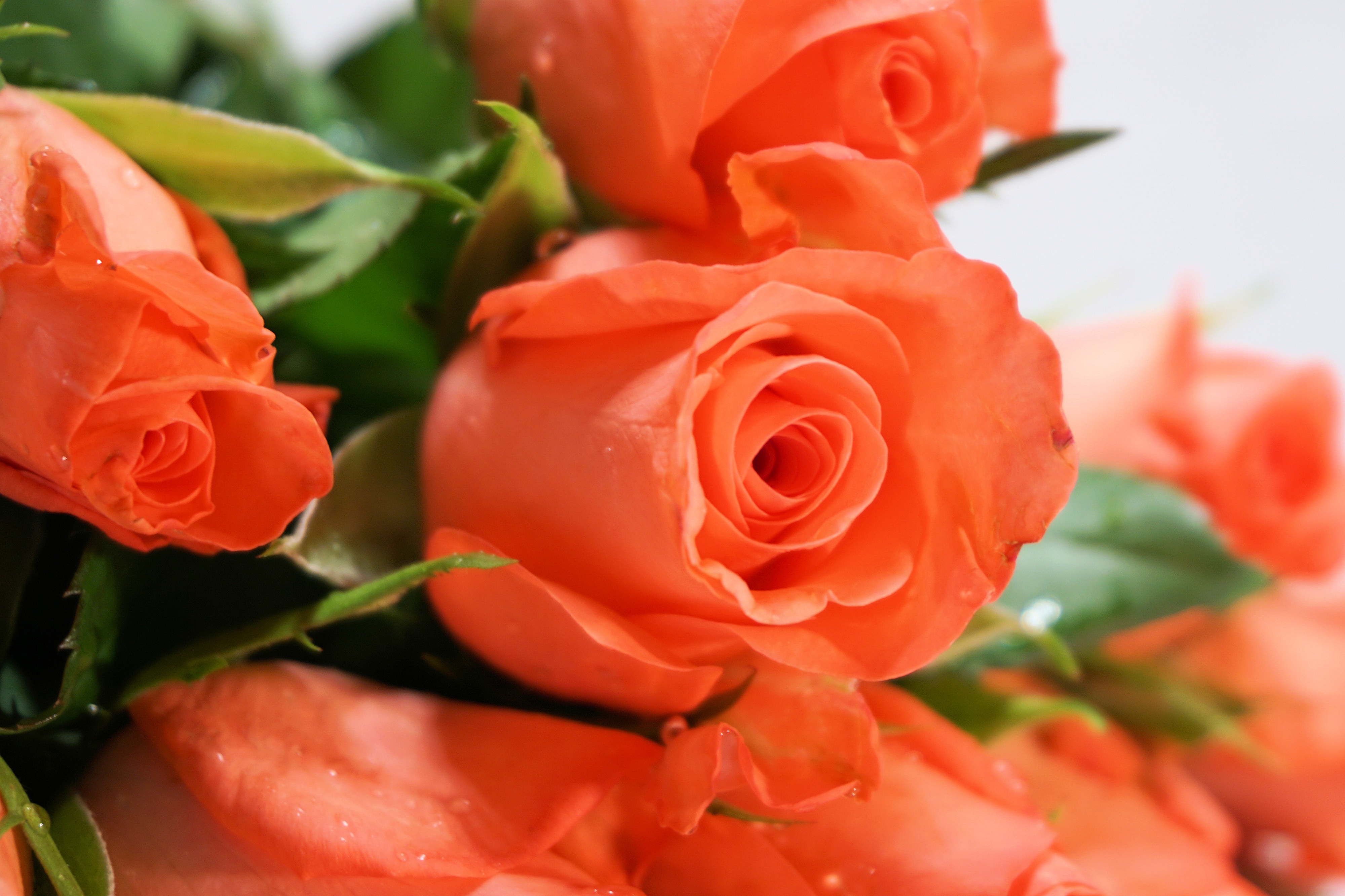 Nice Roses Flowers free image download