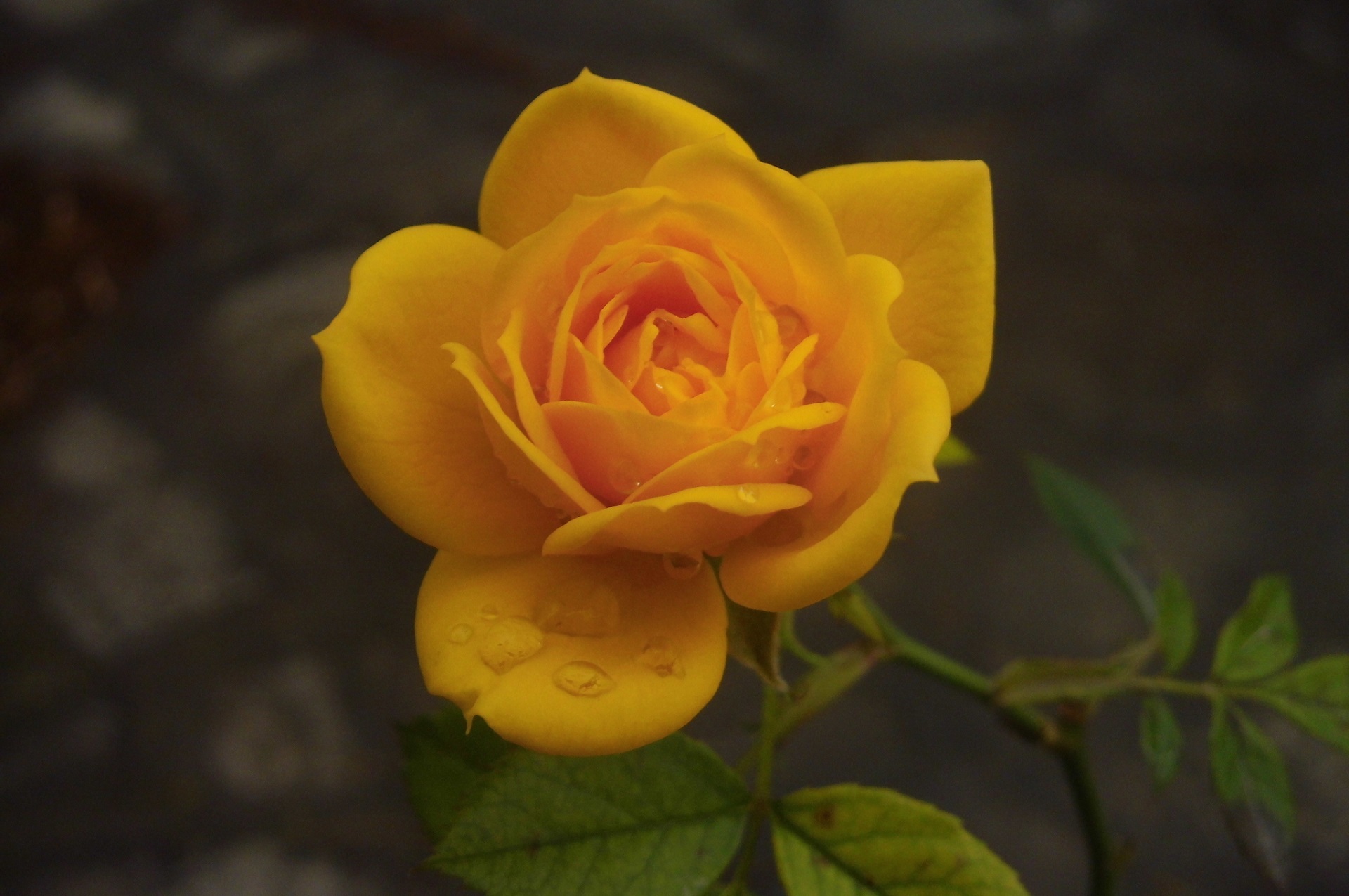 Natural Yellow rose free image download