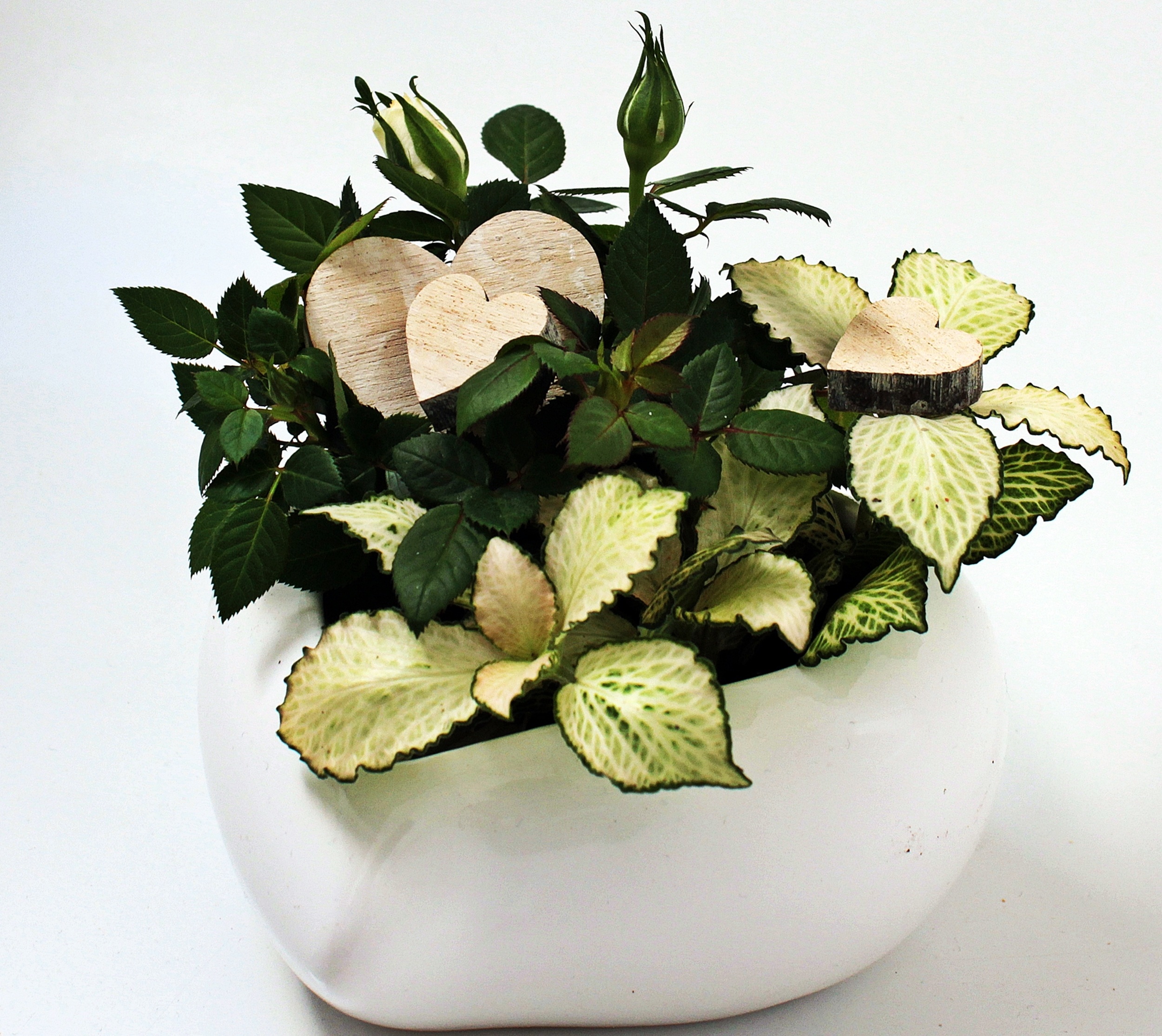 Potted plants for Mother's Day free image download