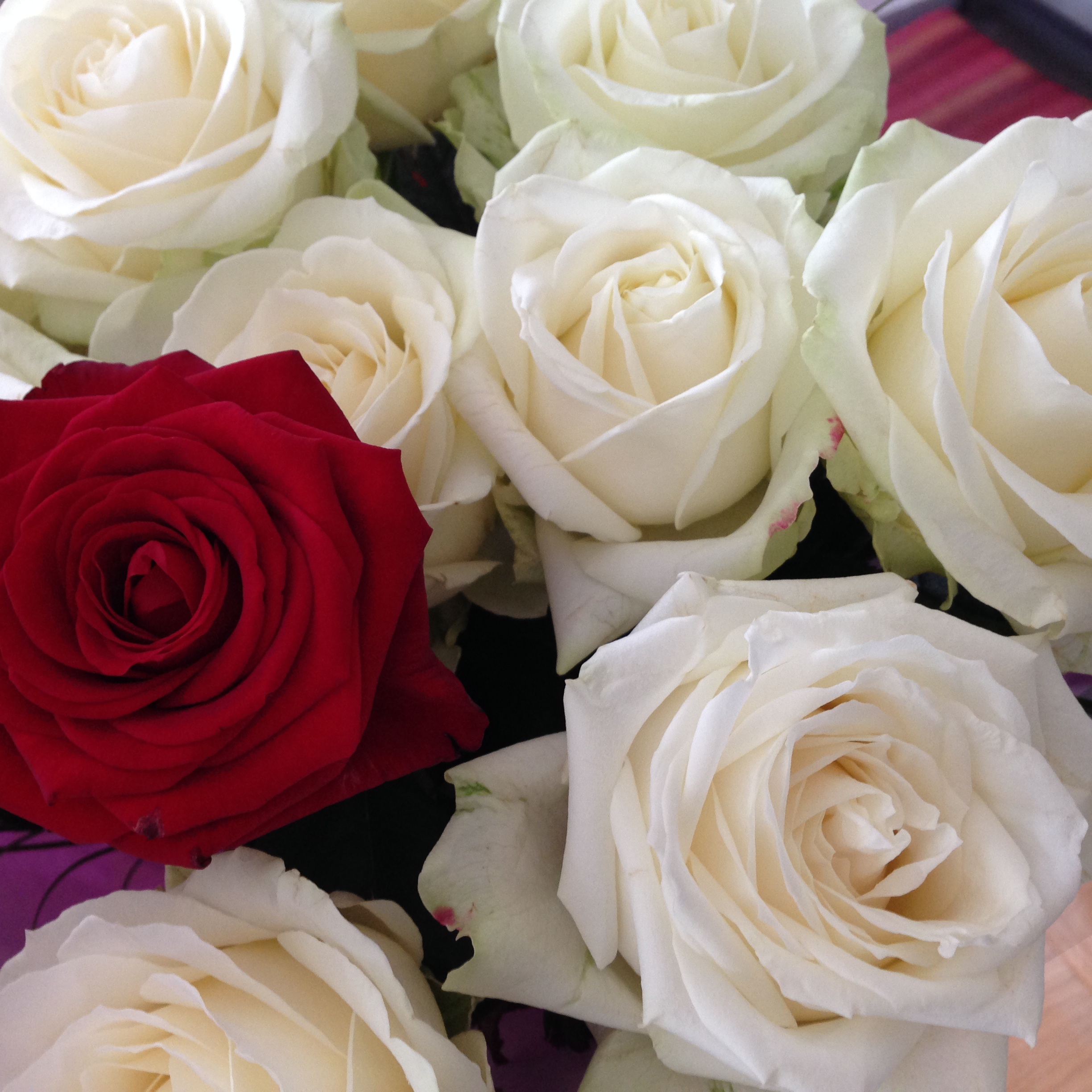 White roses and one red rose in a bouquet free image download