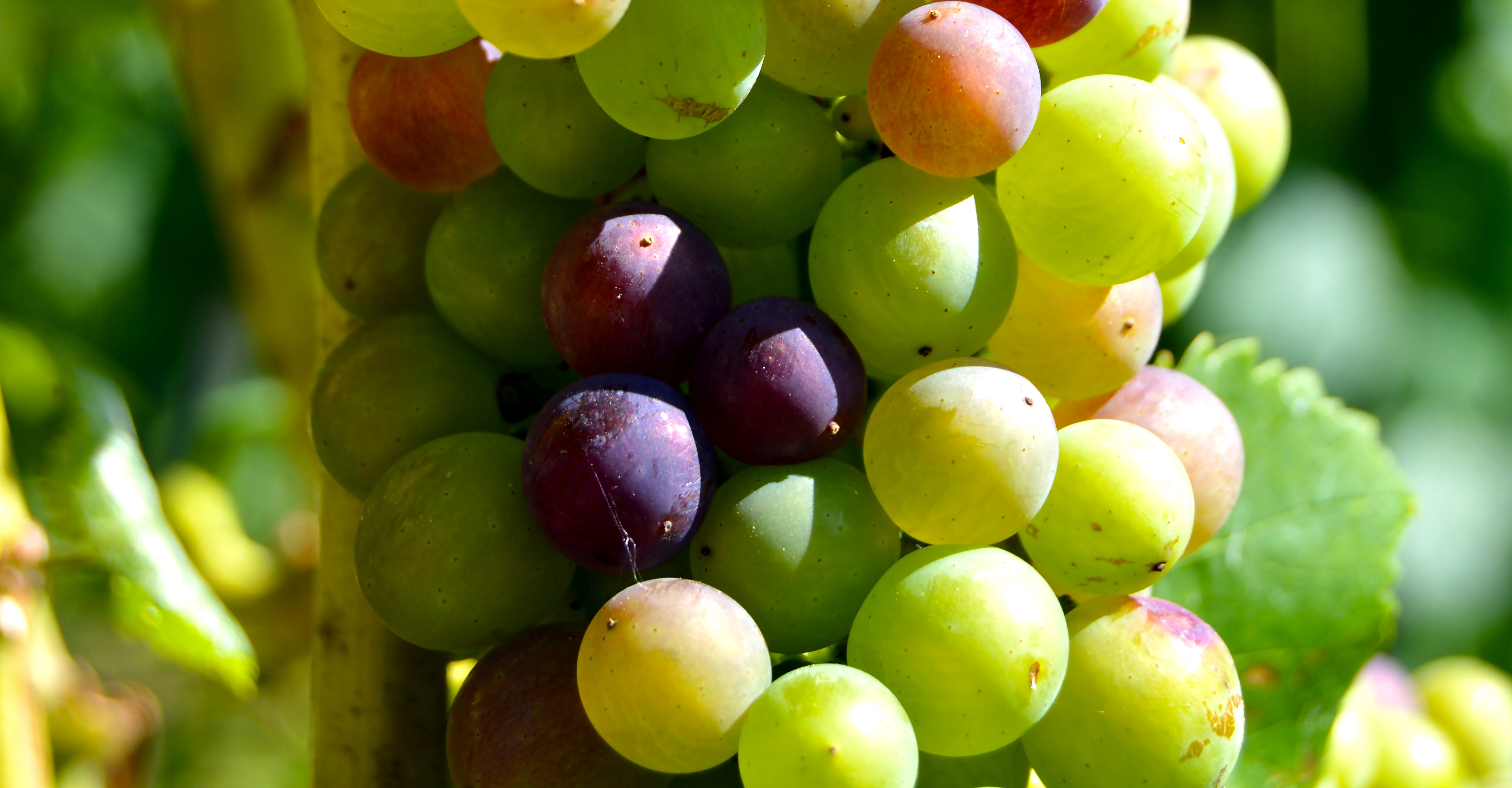Ripening grapes free image download