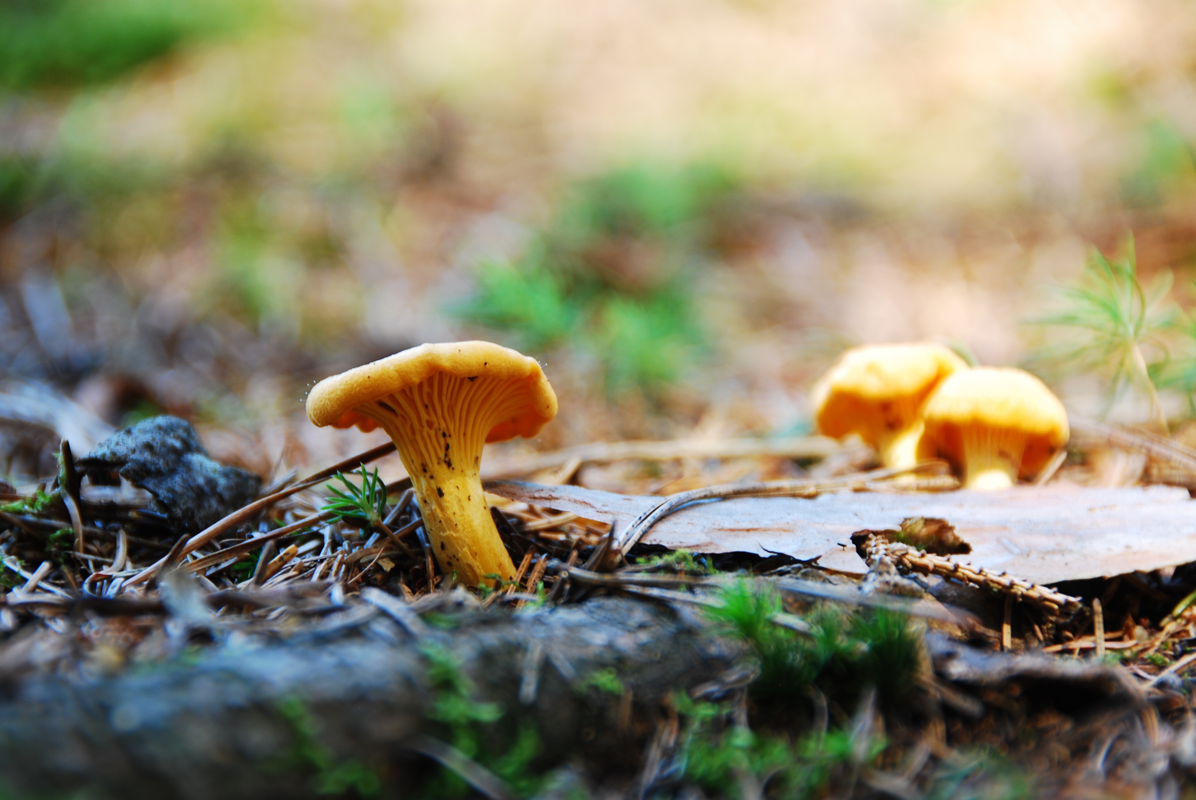 Delicious Chanterelle Food free image download