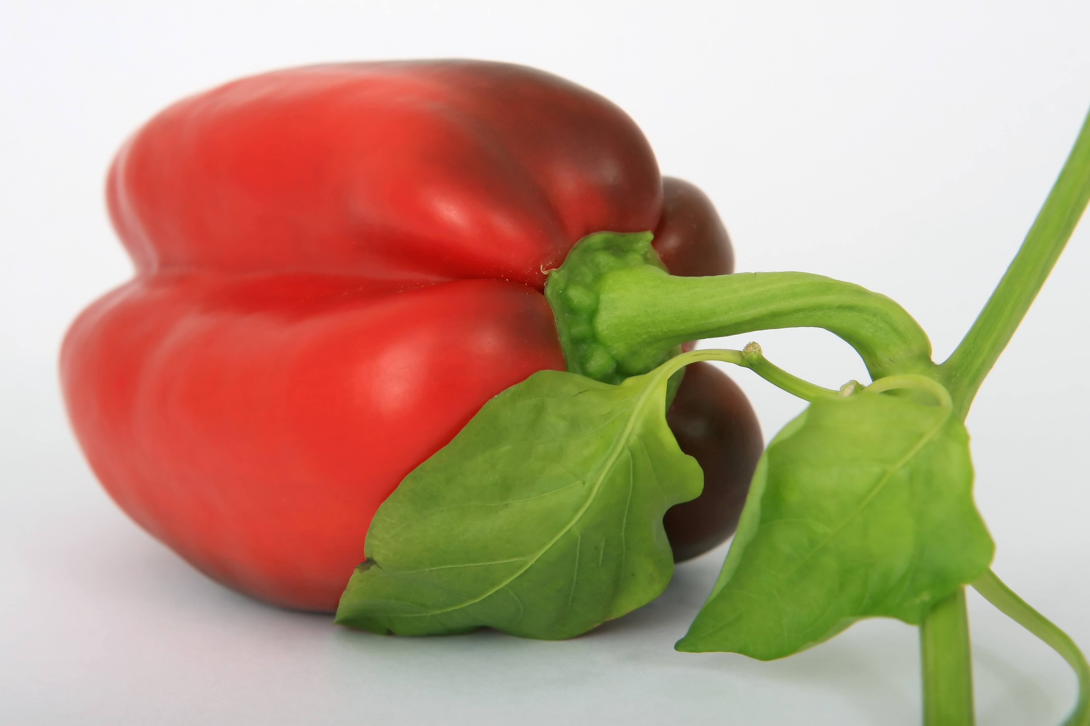Paprika red pepper on white free image download