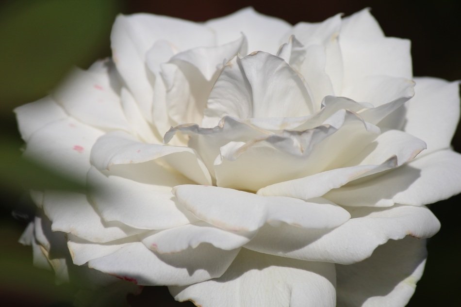 Magnificent White Rose free image download